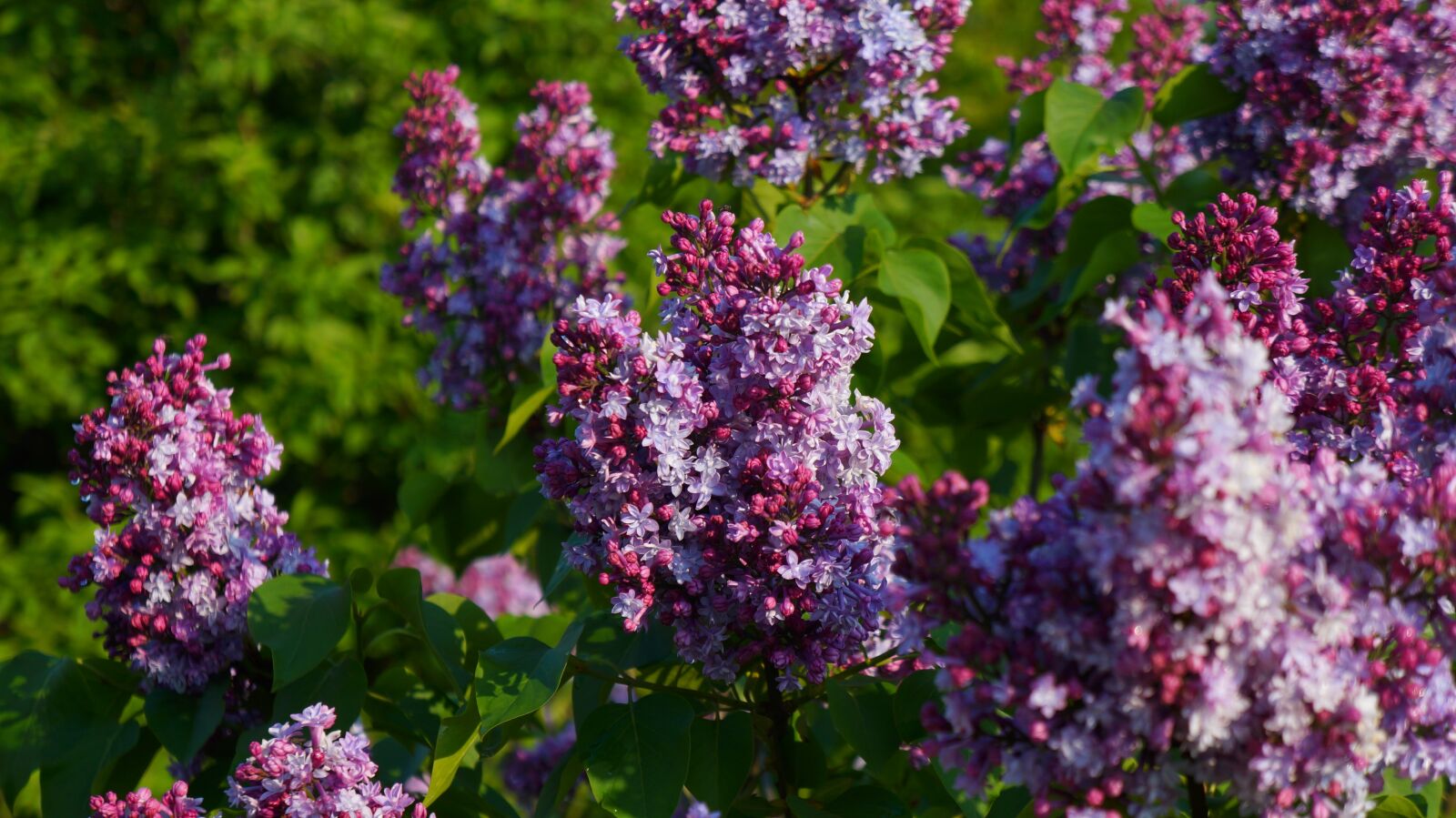 Sony Alpha a3000 sample photo. Nature, plants, blooming photography