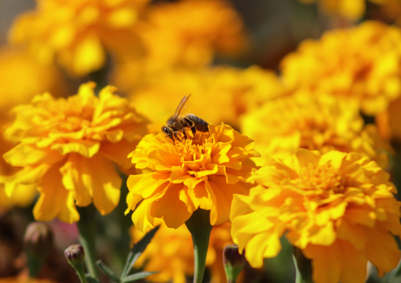 Canon EF 75-300mm f/4-5.6 USM sample photo. Bee, flower, yellow photography