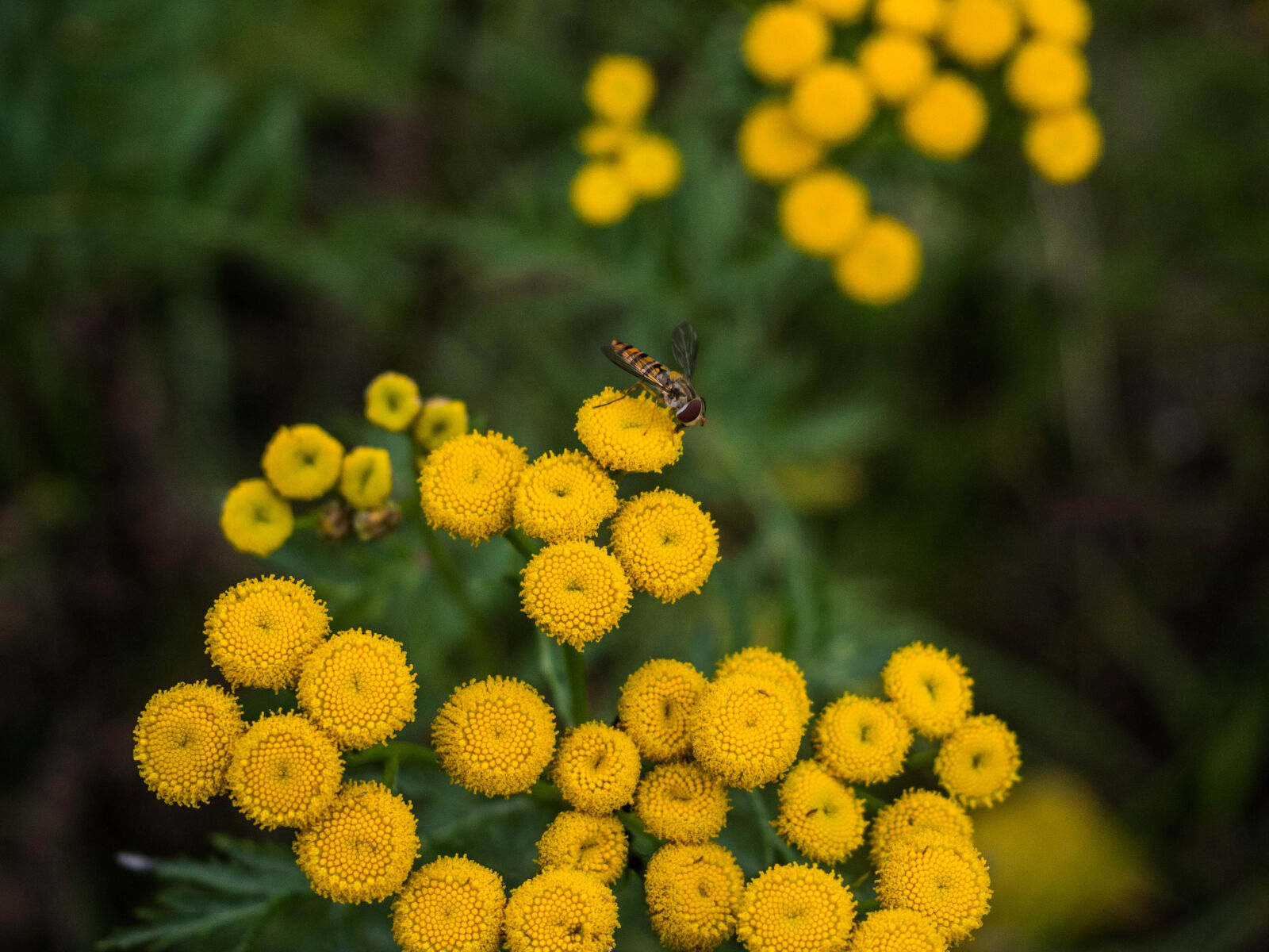 Olympus PEN E-PL5 sample photo. Selective, focus, photo, of photography