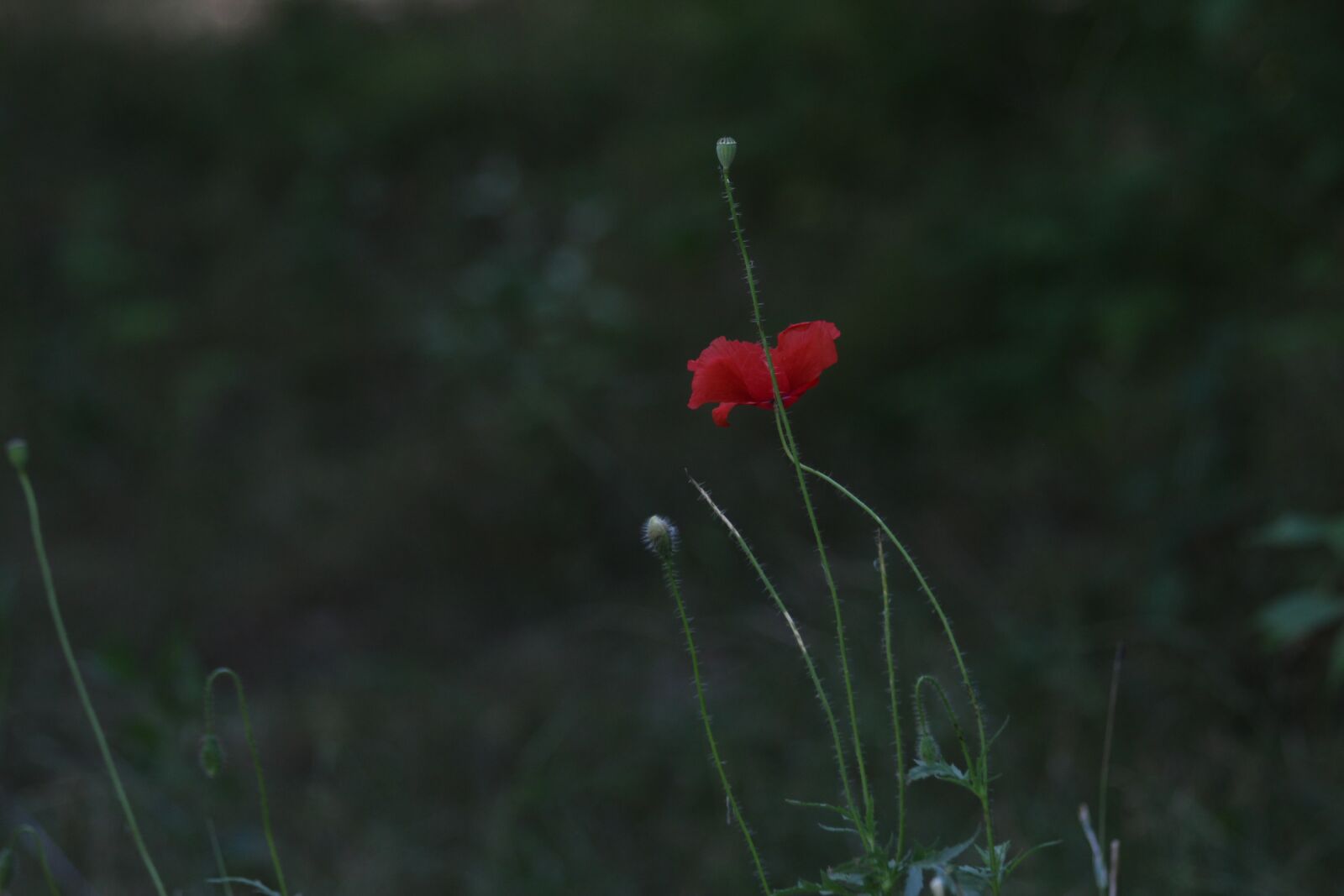 Canon EOS 1200D (EOS Rebel T5 / EOS Kiss X70 / EOS Hi) + Canon EF 70-300mm F4-5.6 IS USM sample photo. Poppy, red, green photography