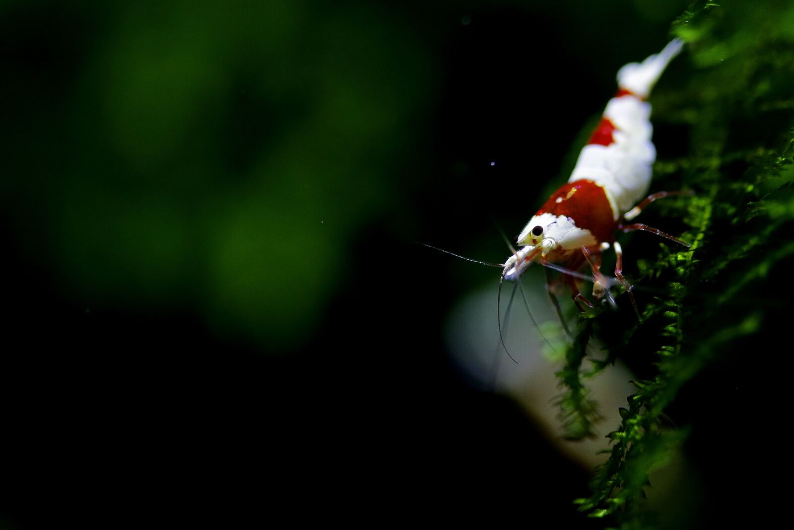 Canon EOS 5D Mark III sample photo. Shrimp, red, ornamental shrimp photography
