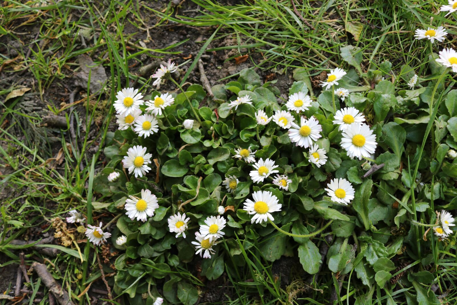 Canon EOS 750D (EOS Rebel T6i / EOS Kiss X8i) sample photo. Flower, beach, daisy photography