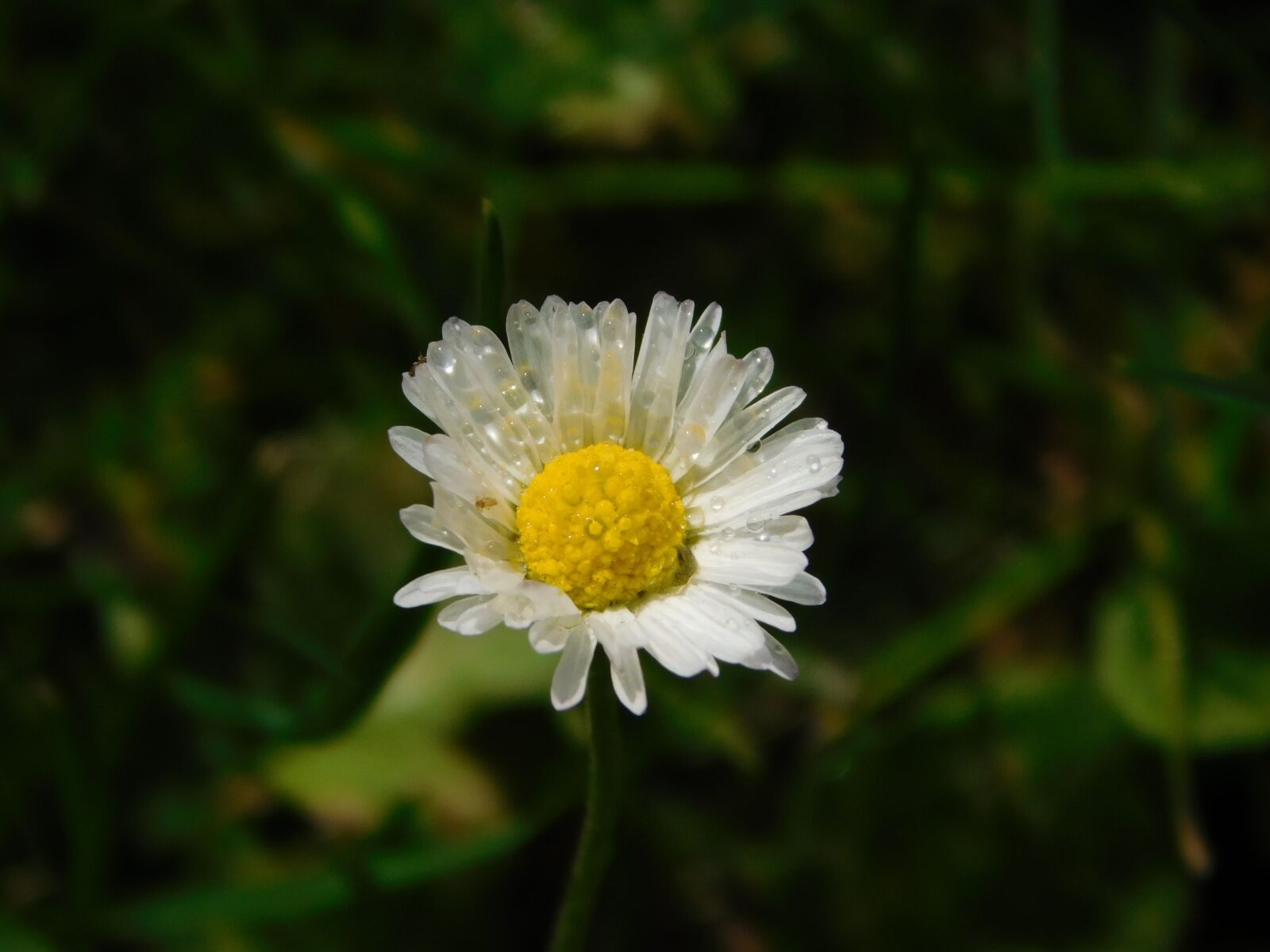 Nikon Coolpix L840 sample photo. Daisy, drop of water photography