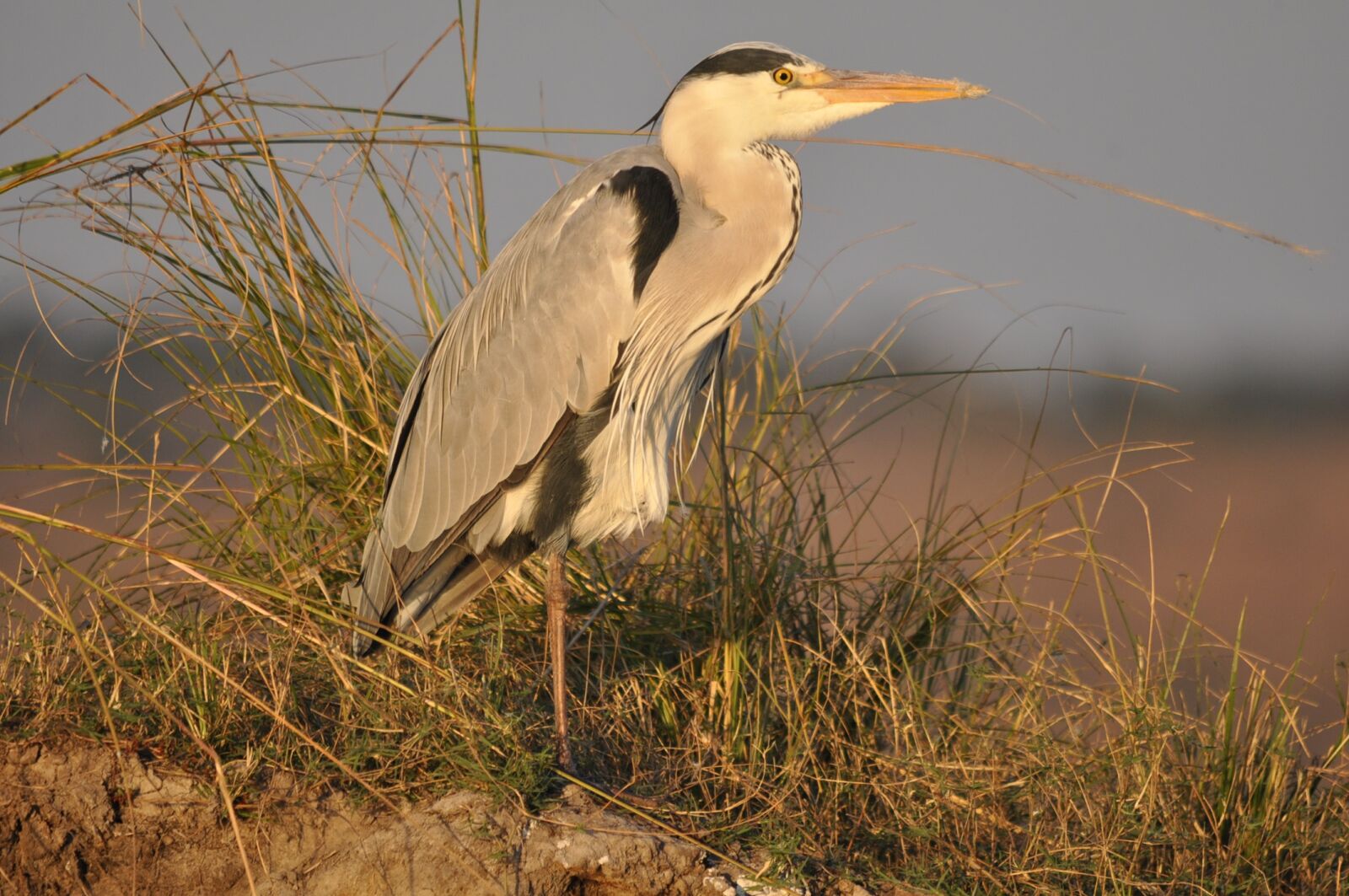 Nikon D90 sample photo. Bird, wildlife, outdoors photography