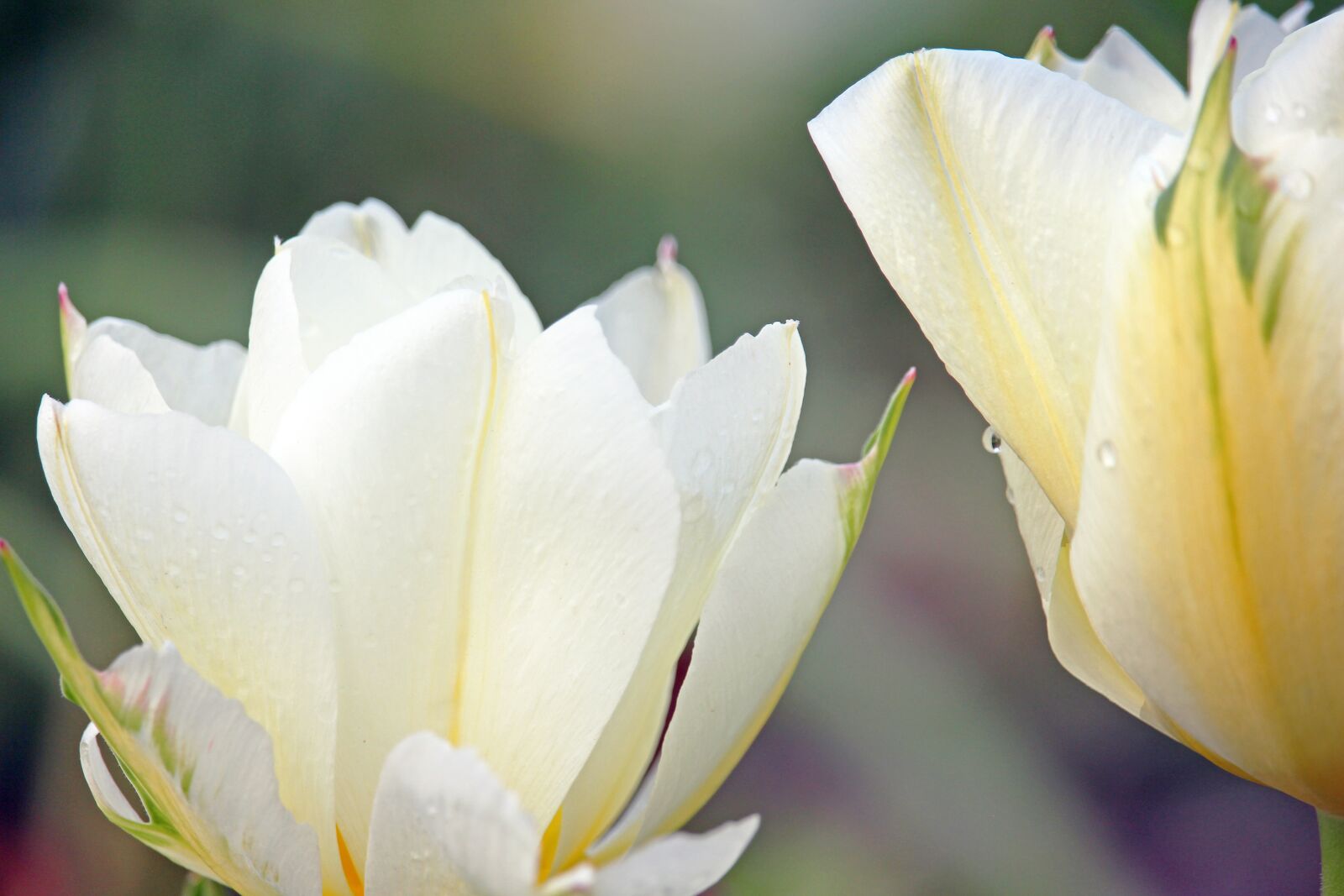 Canon EOS 700D (EOS Rebel T5i / EOS Kiss X7i) sample photo. White tulips, tulips, spring photography