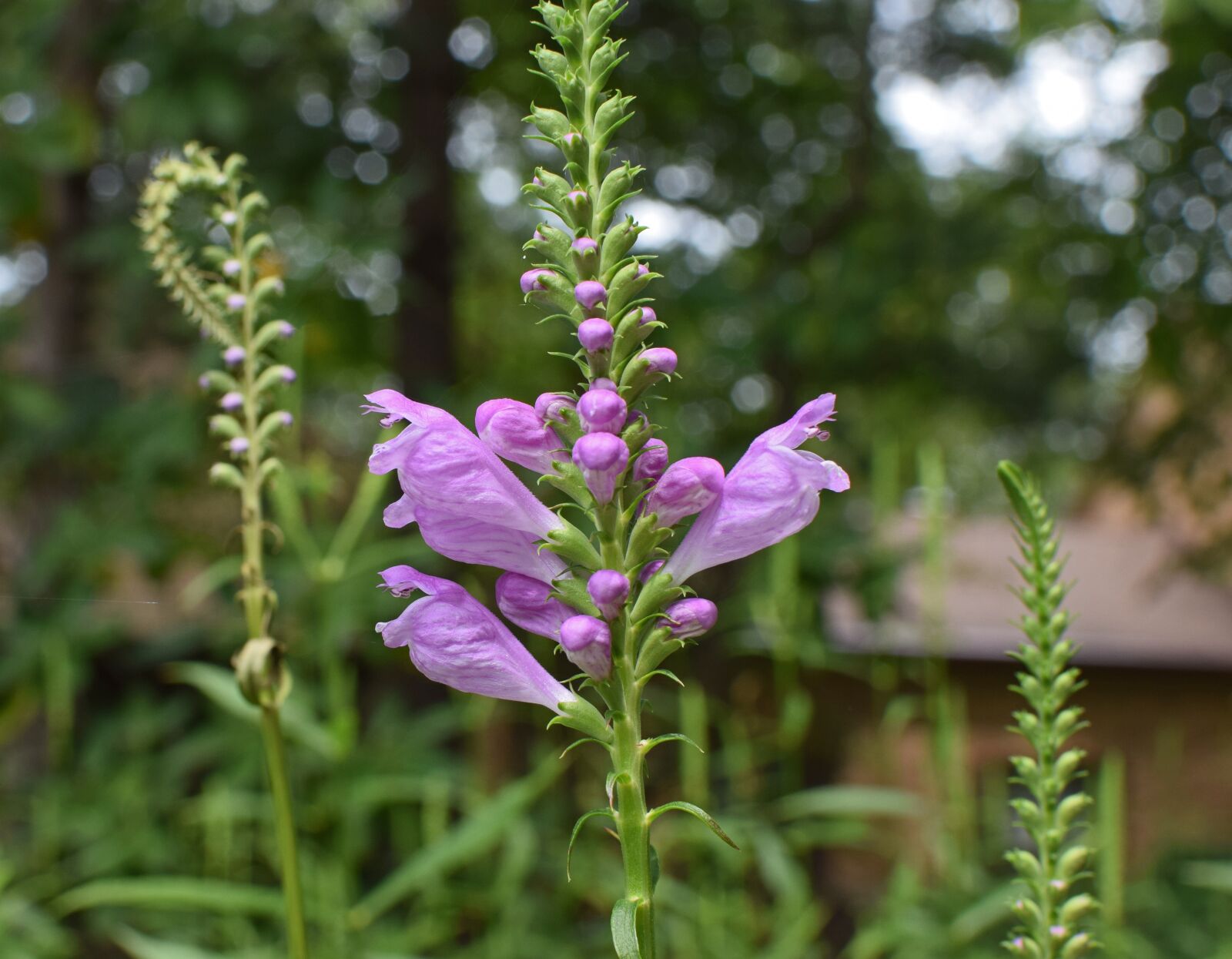 Nikon D3300 sample photo. False dragon head, flower photography