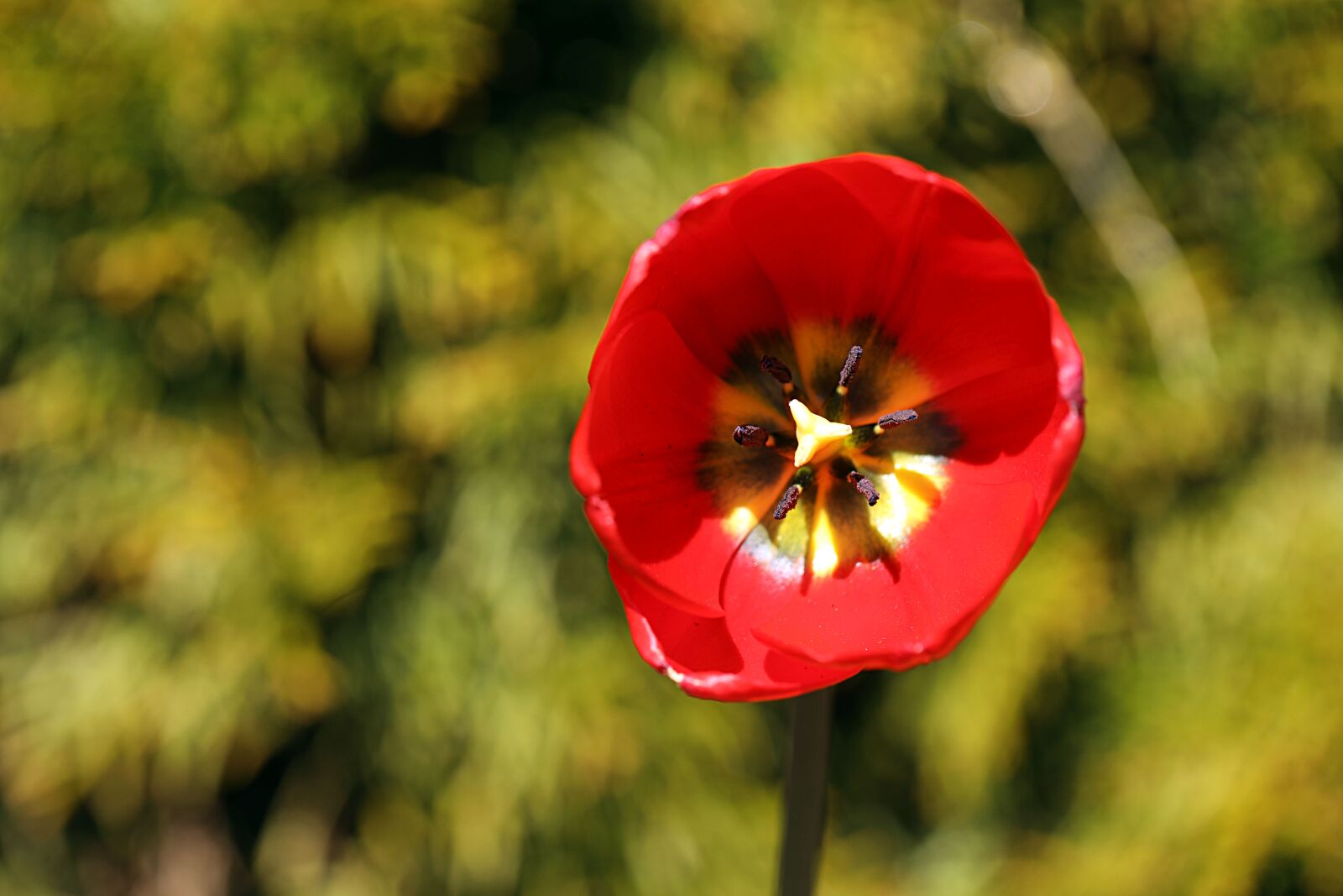 Canon EOS R sample photo. Tulip, flower, garden photography