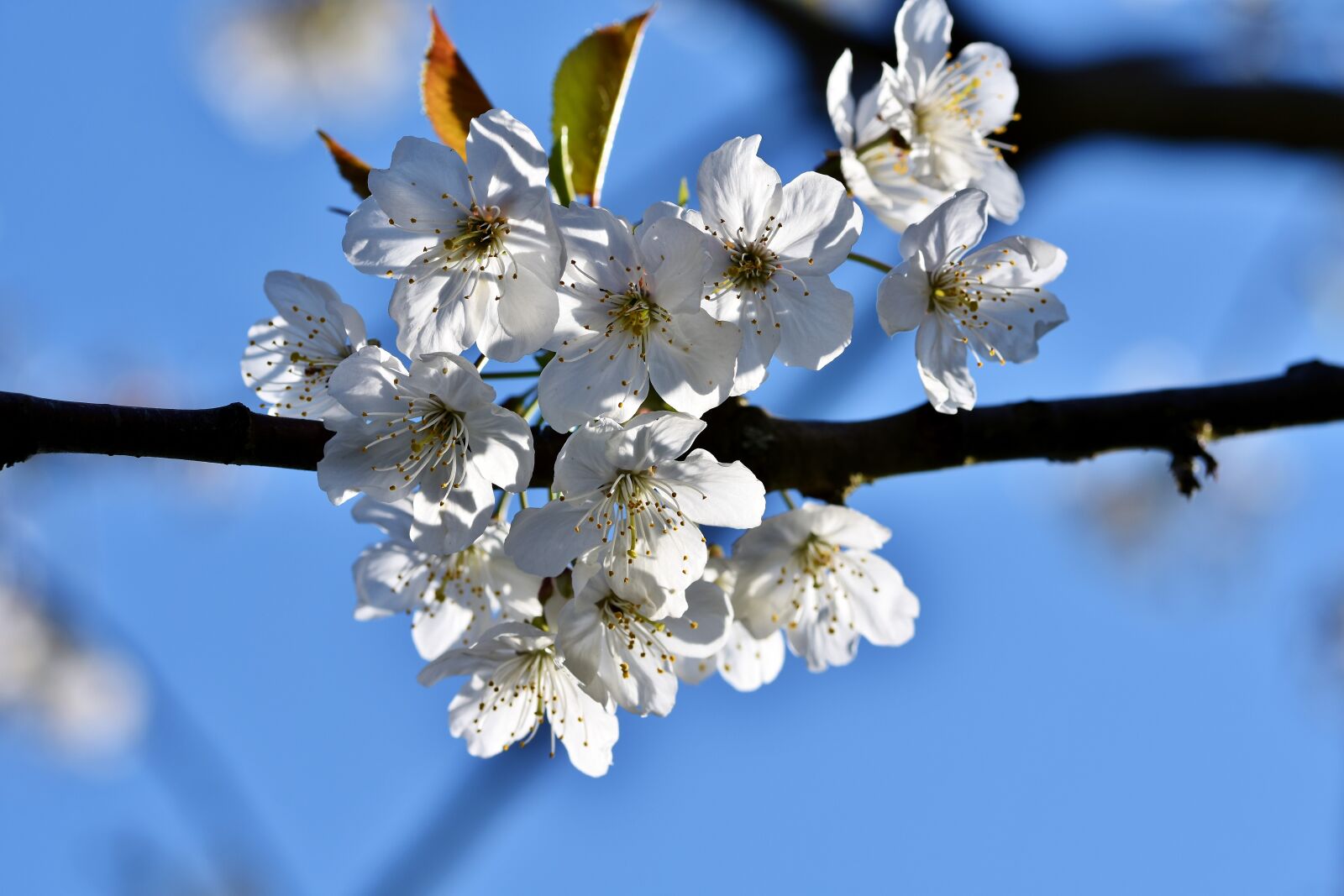 Nikon D7200 sample photo. Ornamental cherry, cherry blossoms photography
