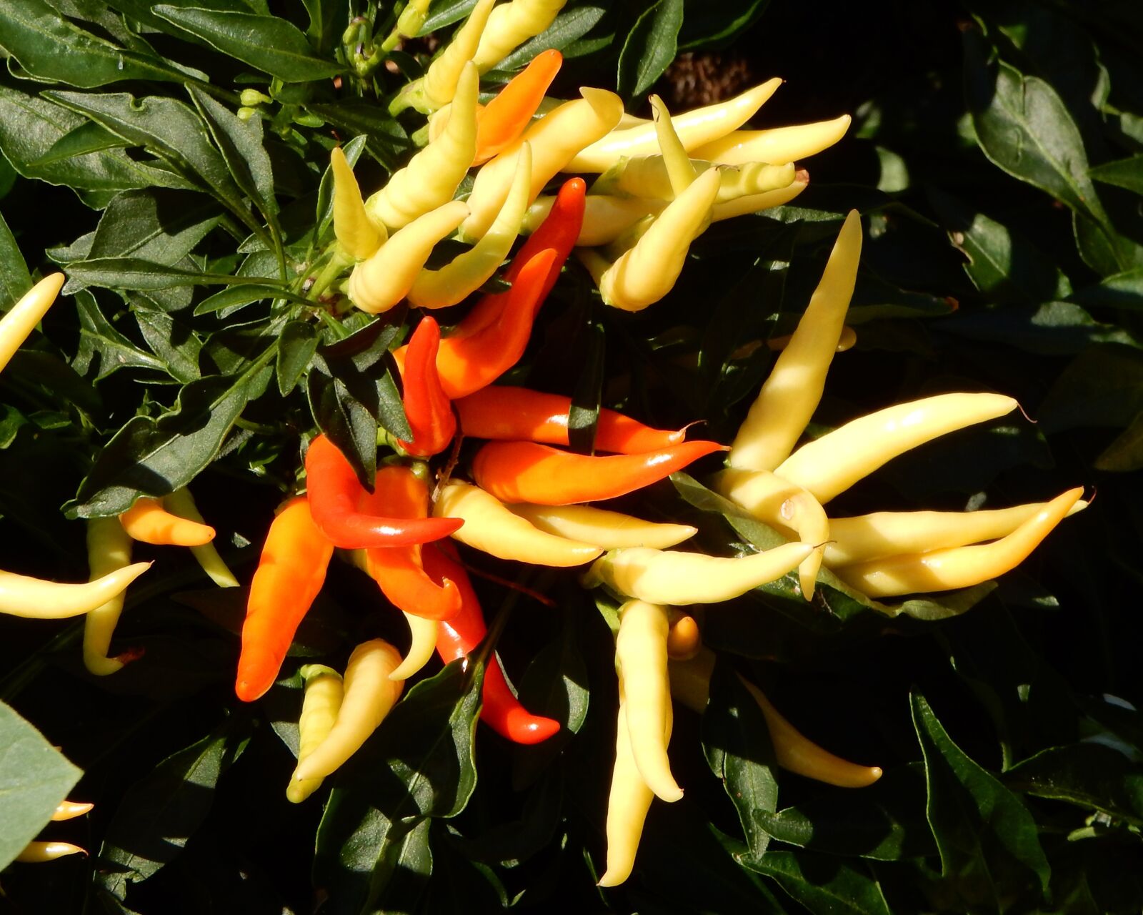 Nikon Coolpix S9900 sample photo. Peppers, plant, small photography