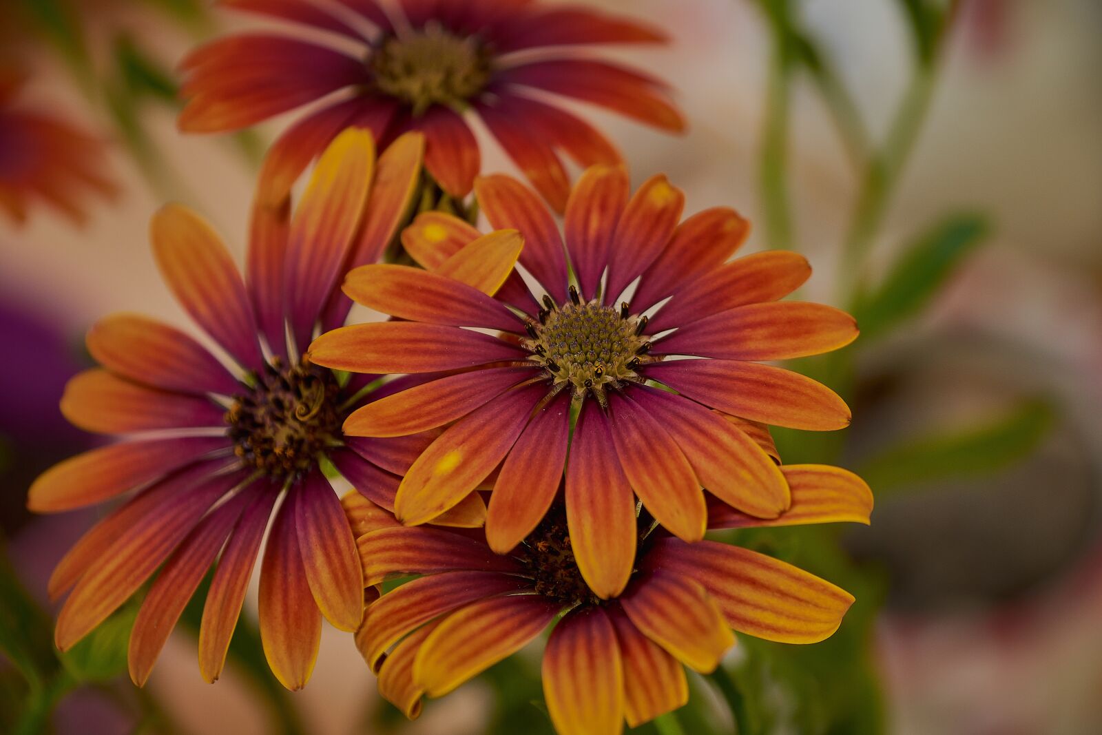 Nikon D7200 sample photo. Outbreak, daisy, garden photography