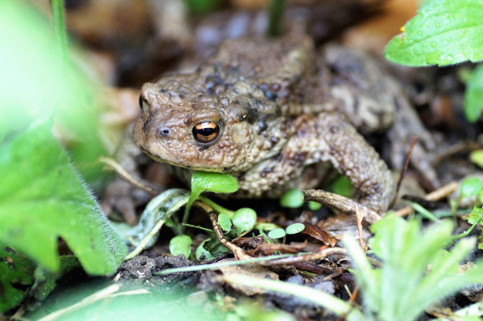 Sony SLT-A58 sample photo. Toad, general, bufo bufo photography