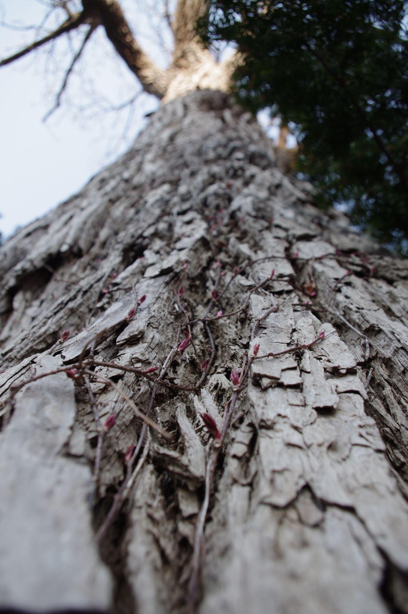 Pentax K-r sample photo. Tree, trunk, bark photography