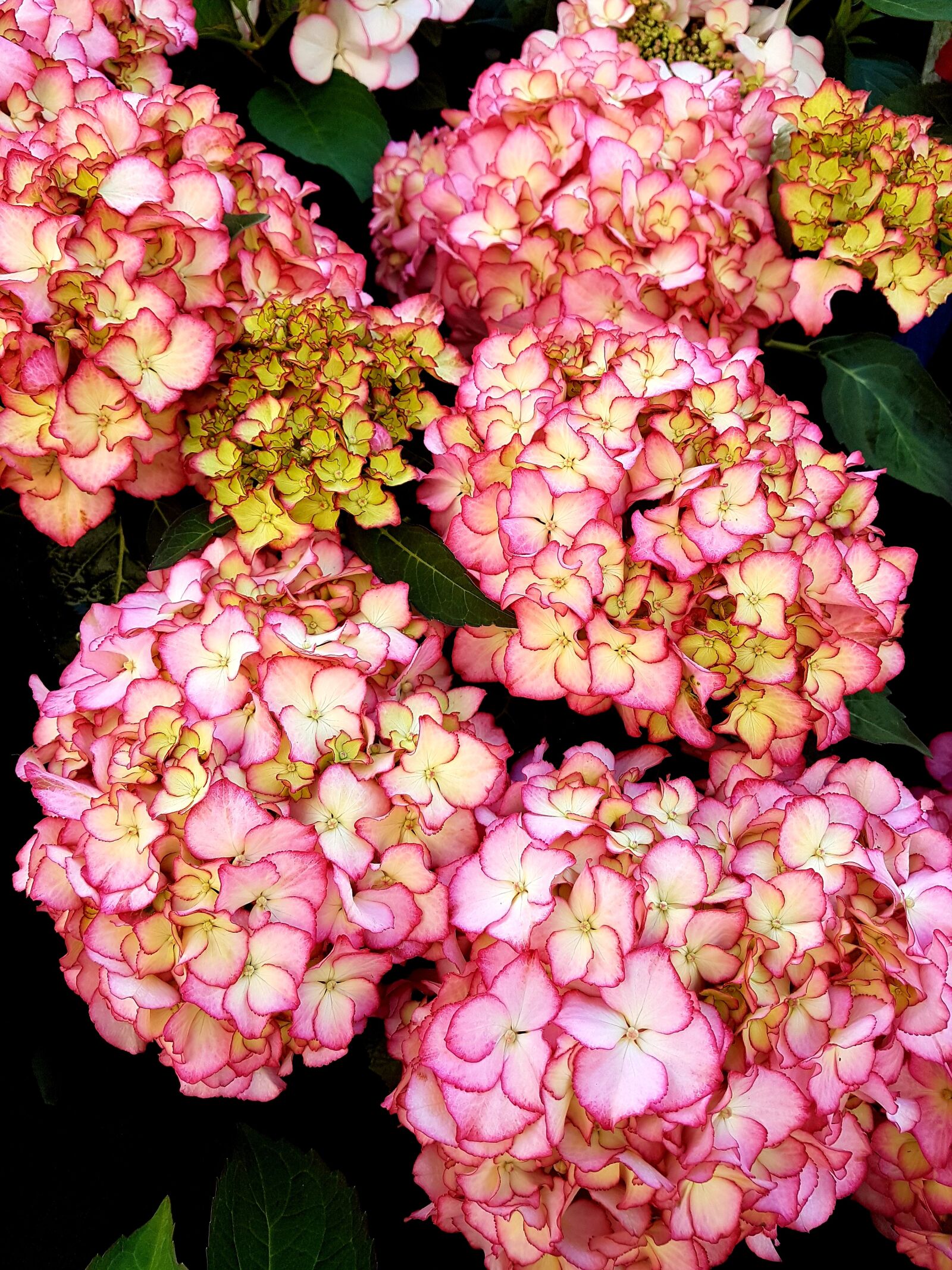 Samsung Galaxy S7 Edge sample photo. Flowers, summer, bloom photography