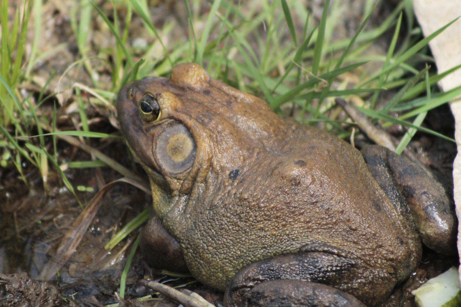 Canon EOS 1100D (EOS Rebel T3 / EOS Kiss X50) sample photo. Frog photography
