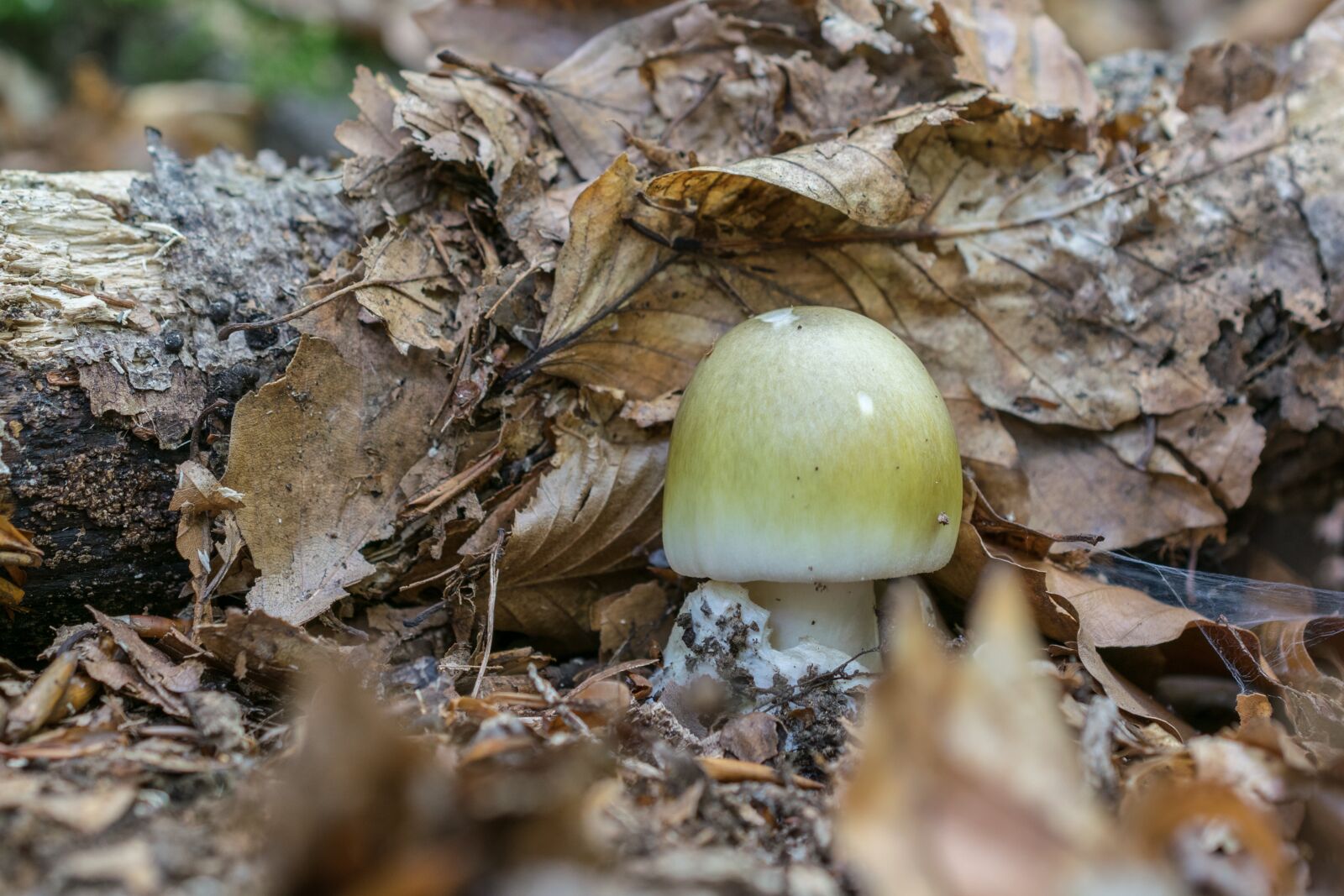 Nikon D5300 sample photo. Mushroom, autumn, nature photography