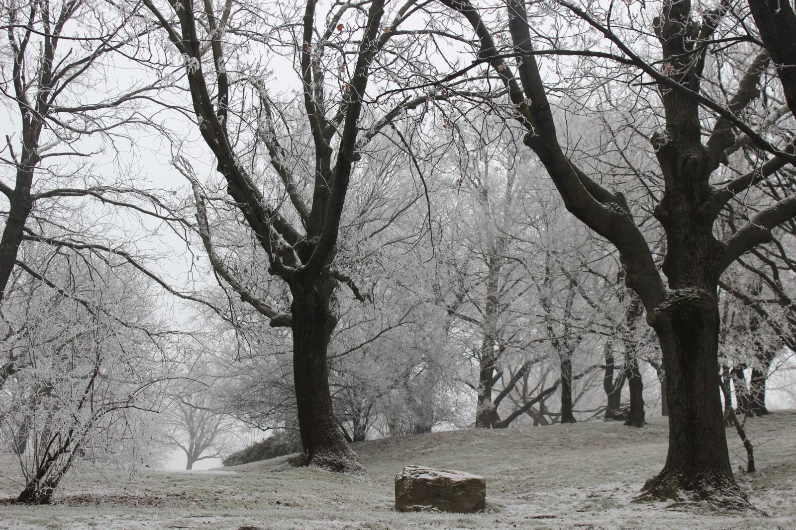 Canon EOS 600D (Rebel EOS T3i / EOS Kiss X5) sample photo. Snow, winter, trees photography