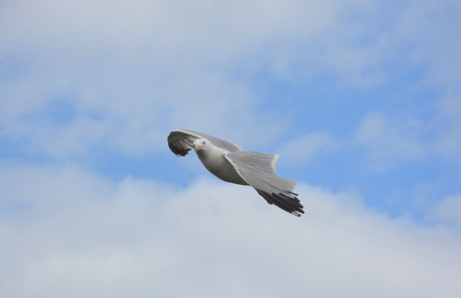 Nikon D5200 sample photo. Seagull, gulls, seabird photography