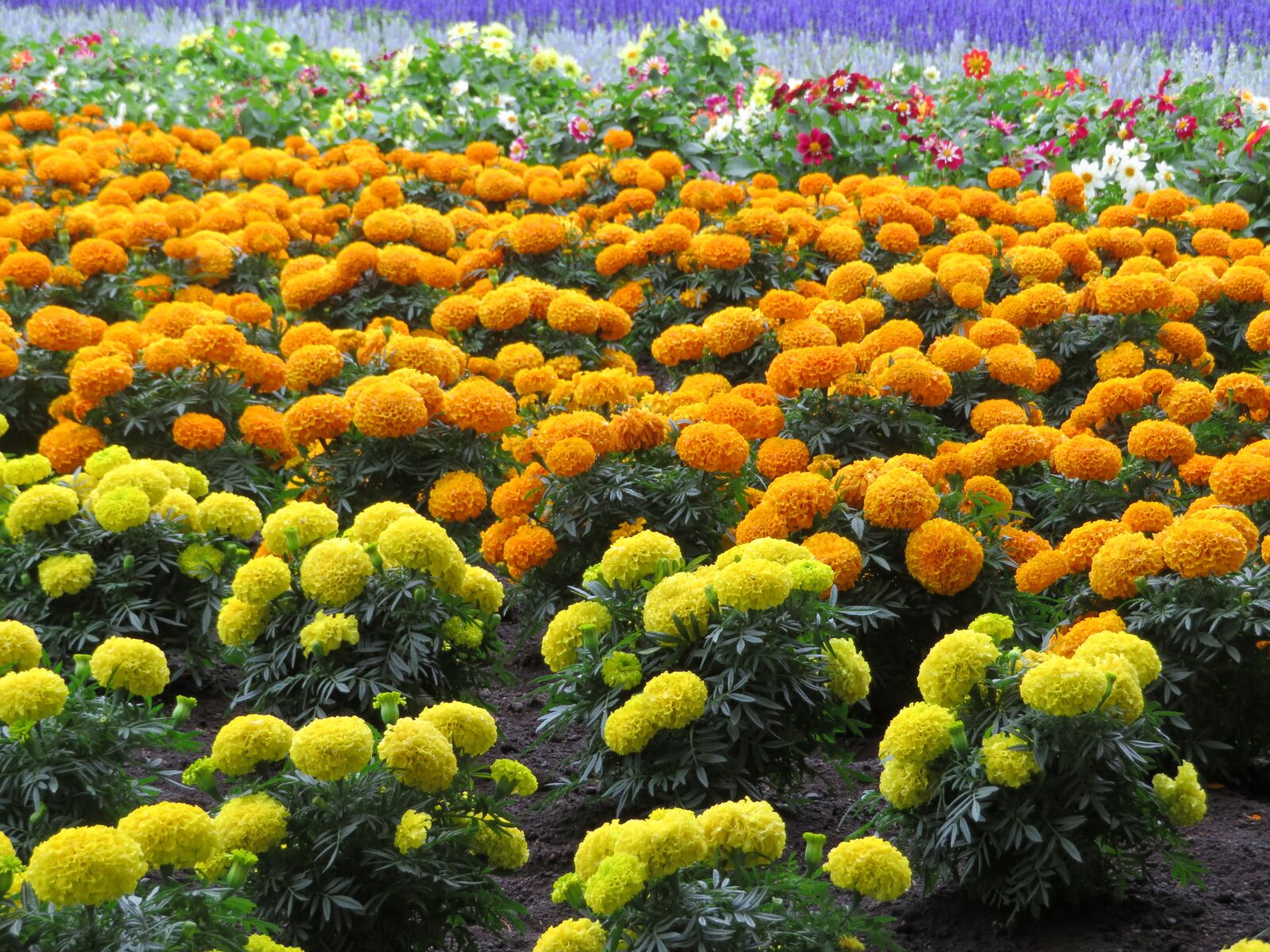Canon PowerShot SX720 HS sample photo. Flowers, orange, bloom photography