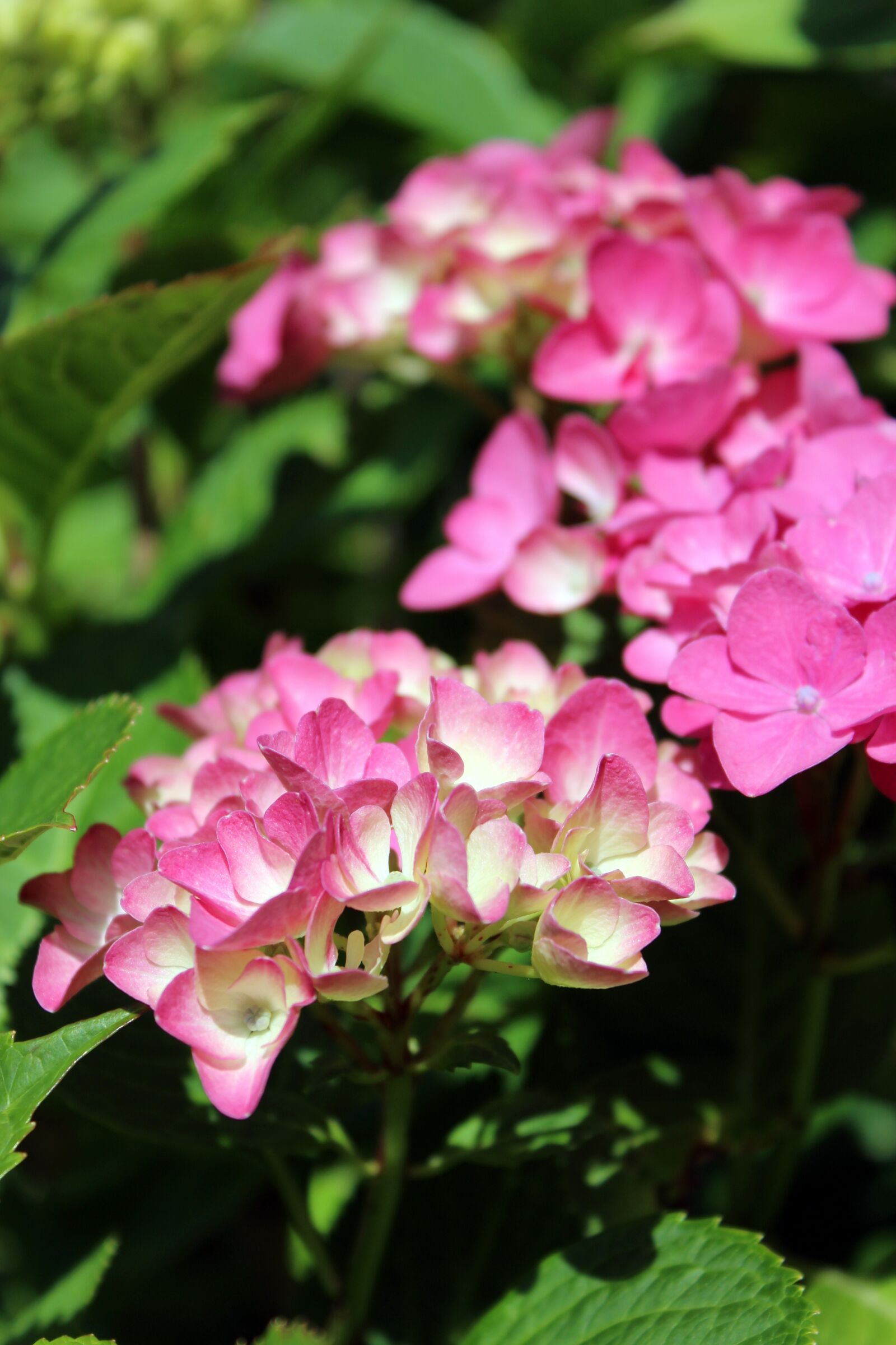 Canon EOS 1300D (EOS Rebel T6 / EOS Kiss X80) sample photo. Hydrangeas, hydrangea, pink photography