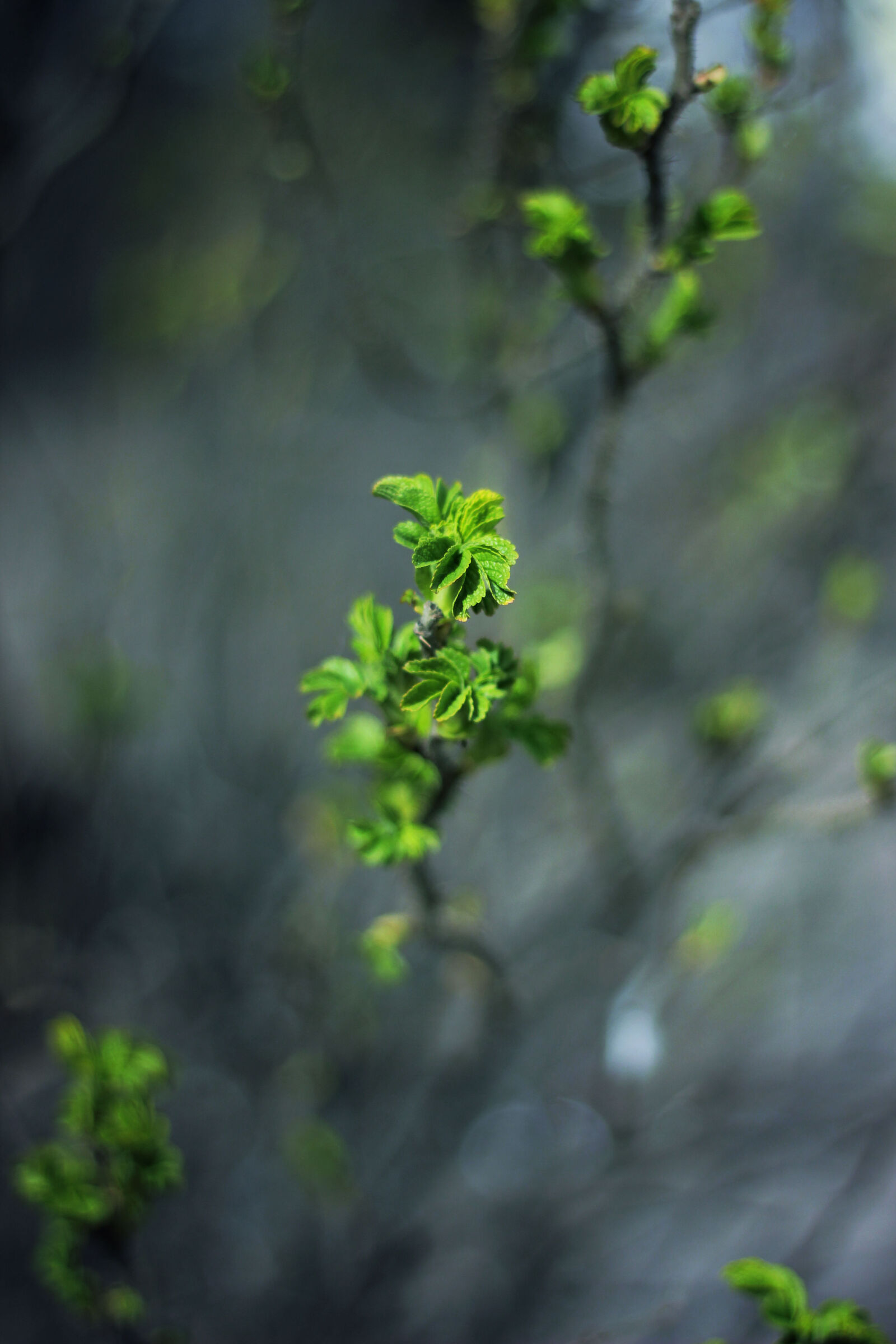 Canon EOS 600D (Rebel EOS T3i / EOS Kiss X5) + Canon EF 50mm F1.8 II sample photo. Plant, nature, green, leaves photography