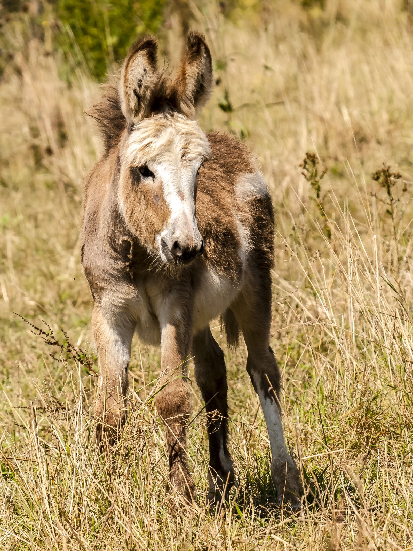 Olympus E-3 sample photo. Donkey, animal, mammal photography
