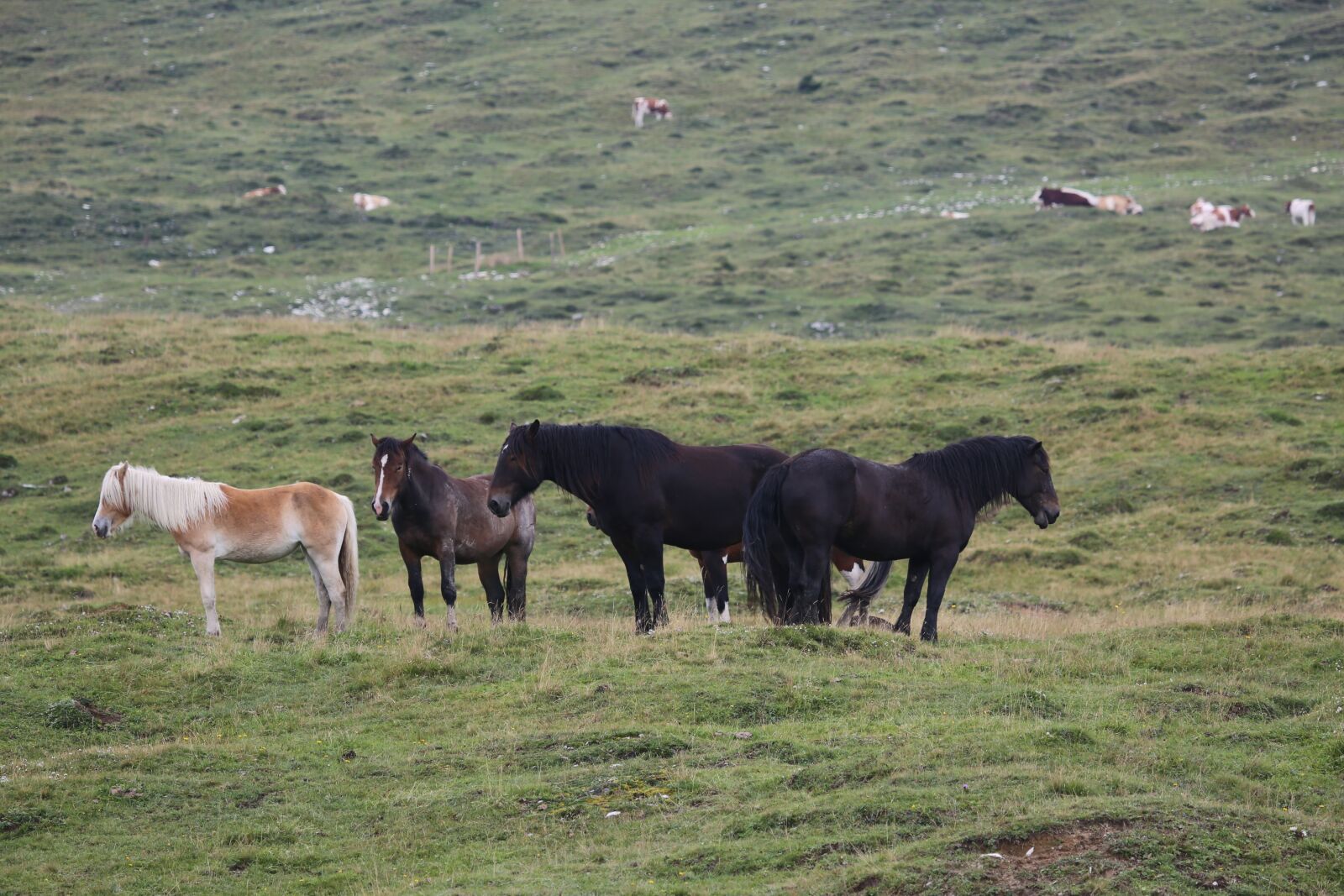 Canon EF 100-400mm F4.5-5.6L IS USM sample photo. Horse, animal, nature photography