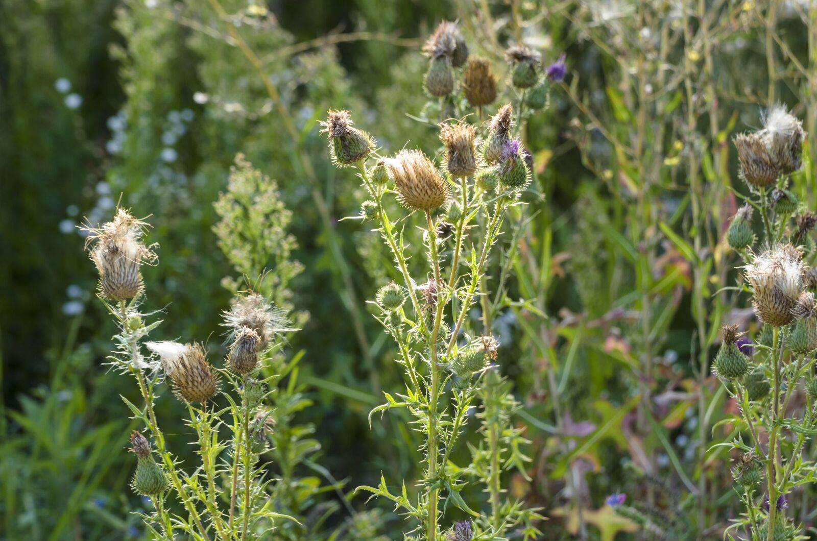 Tamron SP 70-300mm F4-5.6 Di VC USD sample photo. Thistles, meadow, nature photography