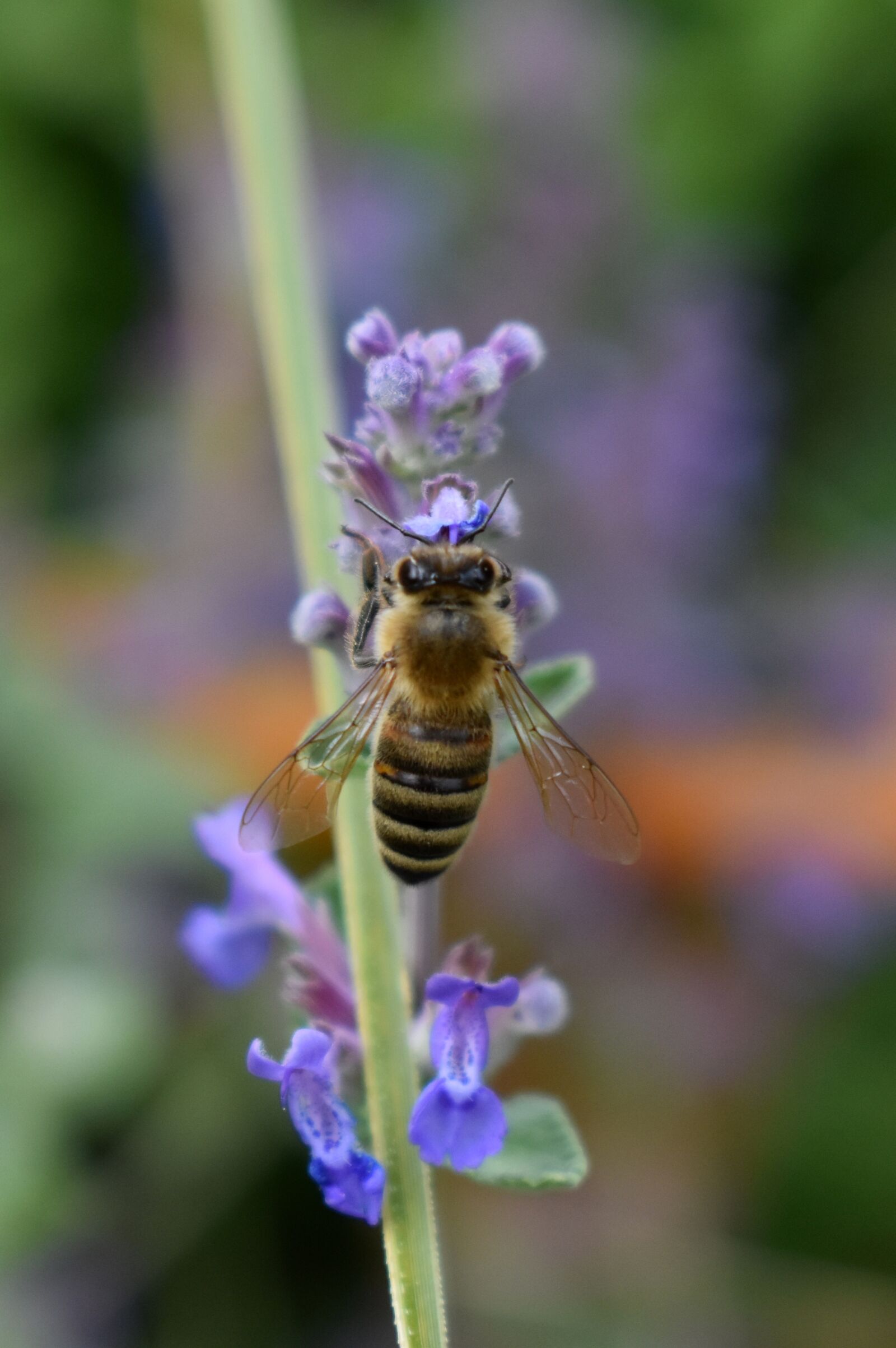 Nikon D3500 sample photo. Bee, honey bee, insect photography