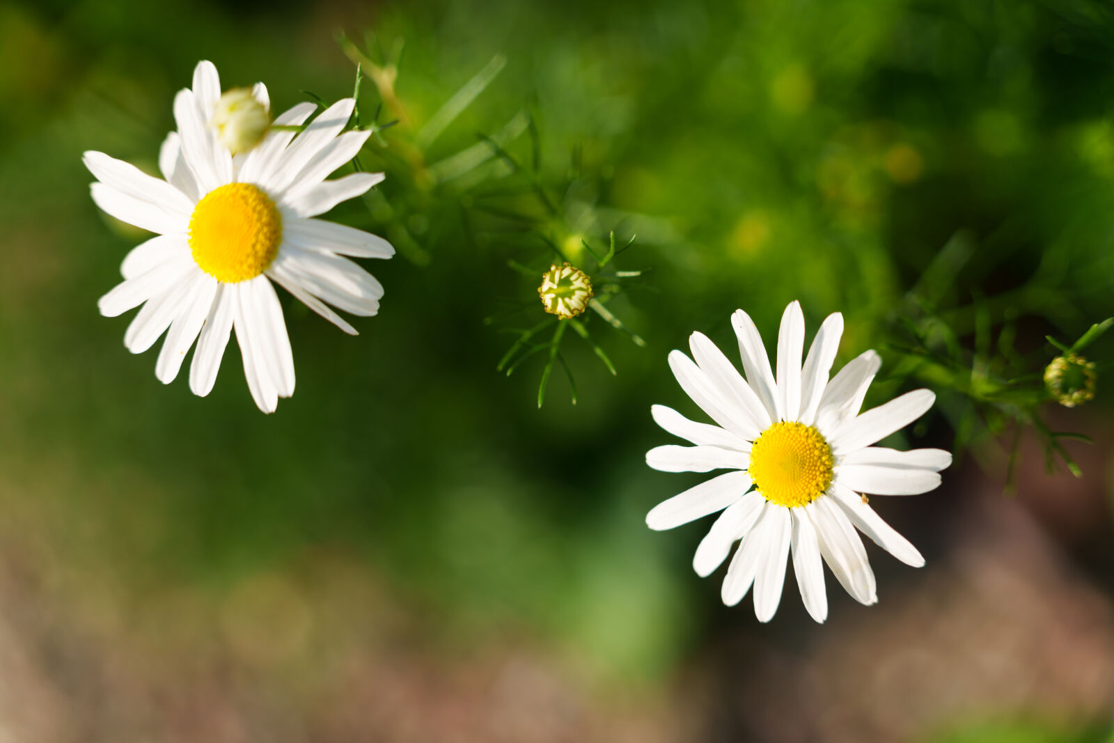 Sigma 28-105mm F2.8 DG DN | Art sample photo. Sunshine flowers photography
