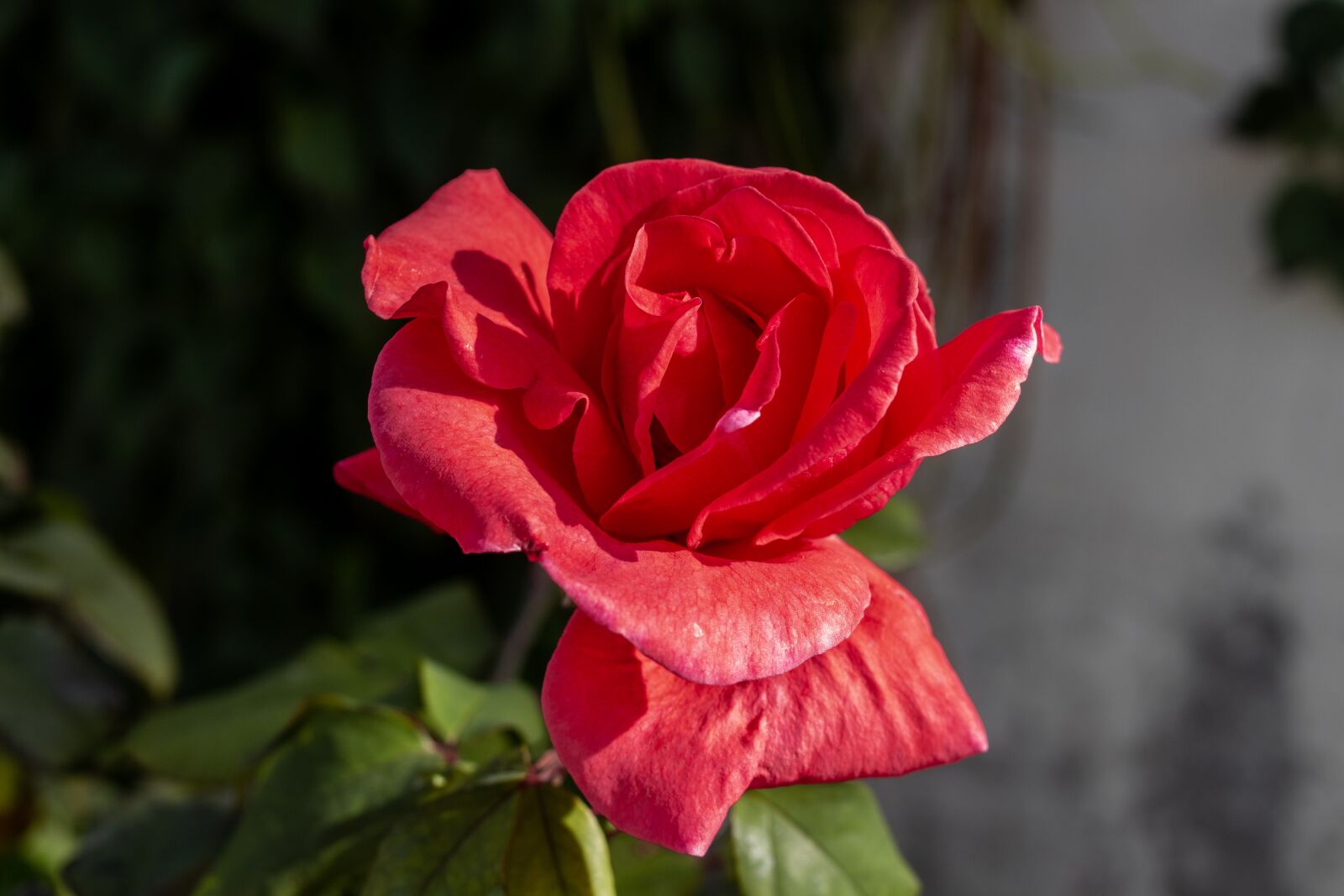 Canon EOS 700D (EOS Rebel T5i / EOS Kiss X7i) sample photo. Flower, rosa, flowers photography