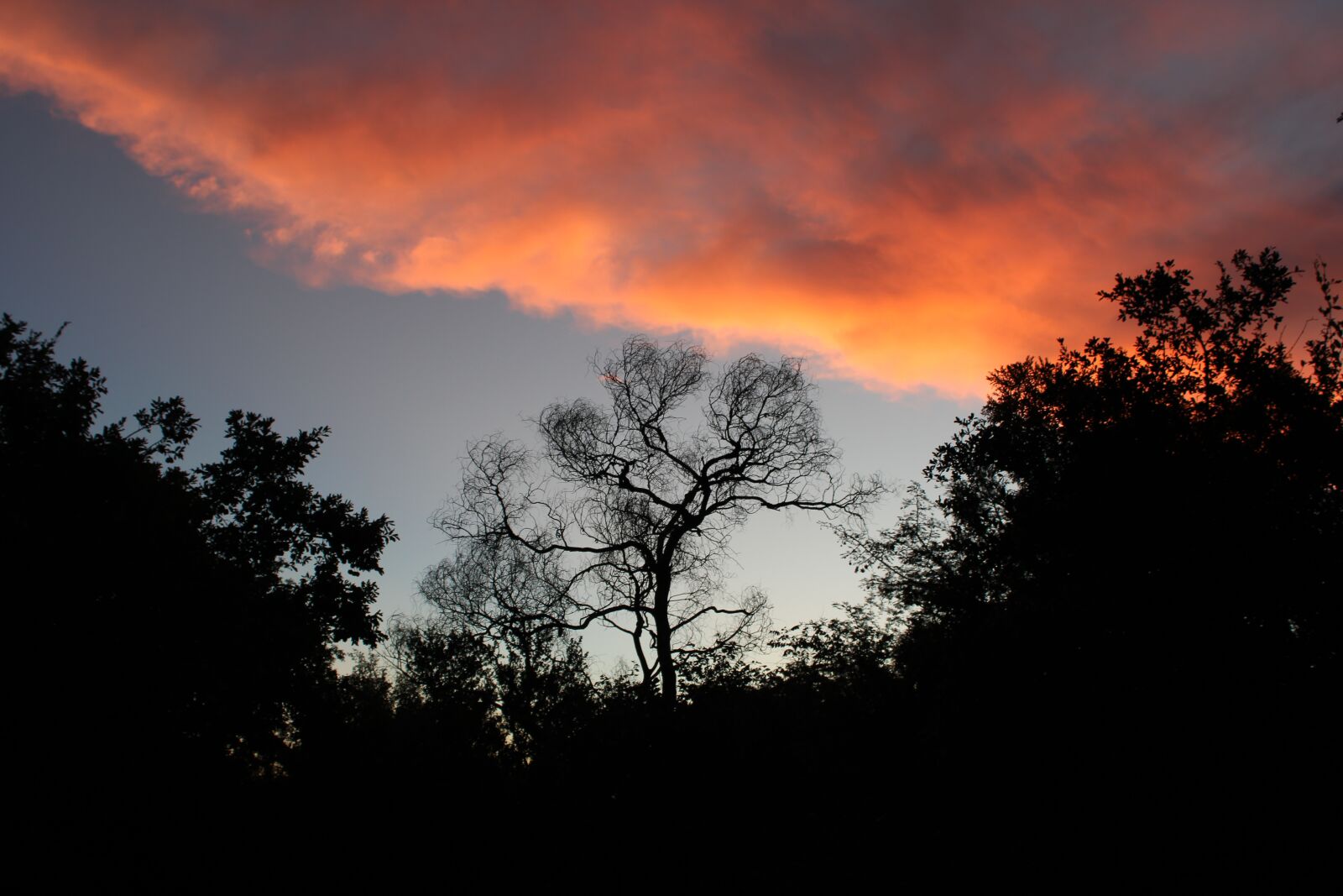 Canon EOS 2000D (EOS Rebel T7 / EOS Kiss X90 / EOS 1500D) sample photo. Bush, sunset, sky photography