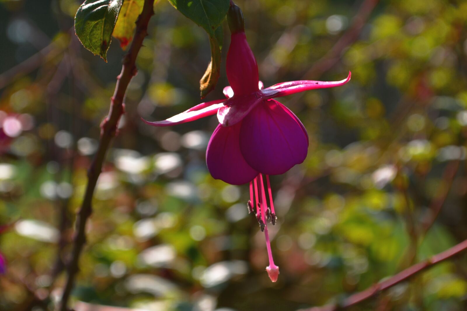 Nikon D3100 sample photo. Blossom, bloom, pink photography