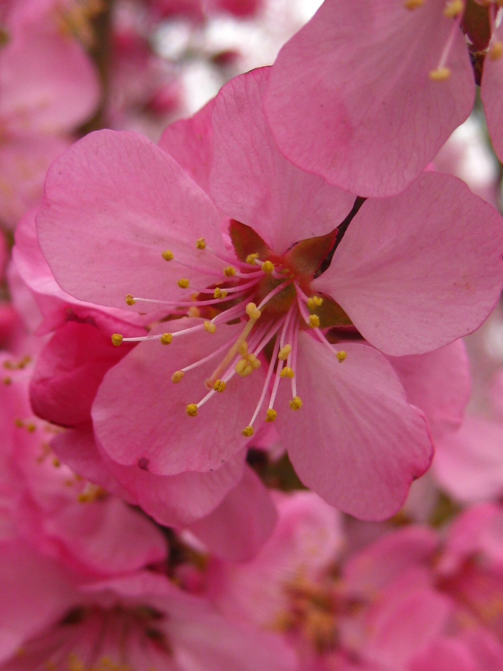 Canon PowerShot SD1100 IS (Digital IXUS 80 IS / IXY Digital 20 IS) sample photo. Microfilm of, pink, flowers photography