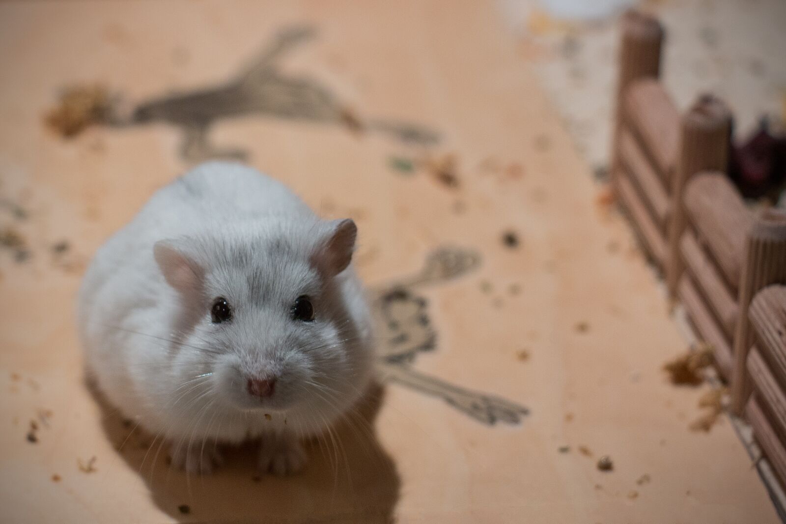 Canon EOS 70D sample photo. Small, dwarf hamster, hybrid photography
