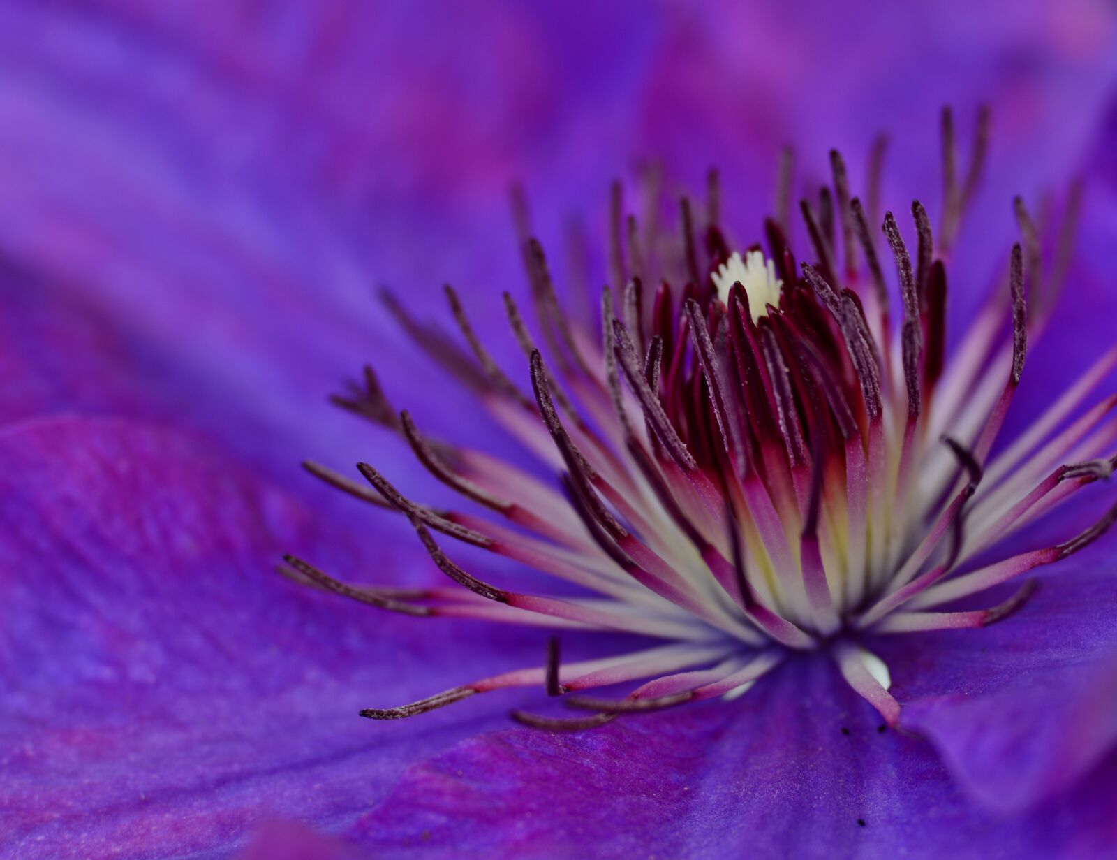 Nikon D600 sample photo. Clematis, purple, flower photography