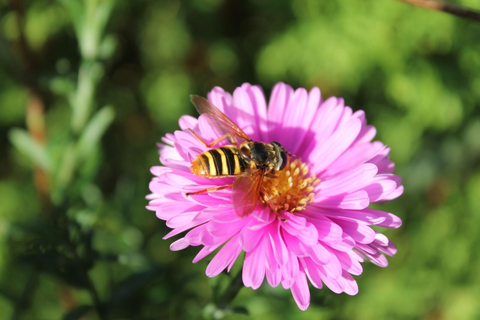 Canon EOS 1100D (EOS Rebel T3 / EOS Kiss X50) sample photo. Wasp, bug, insect photography
