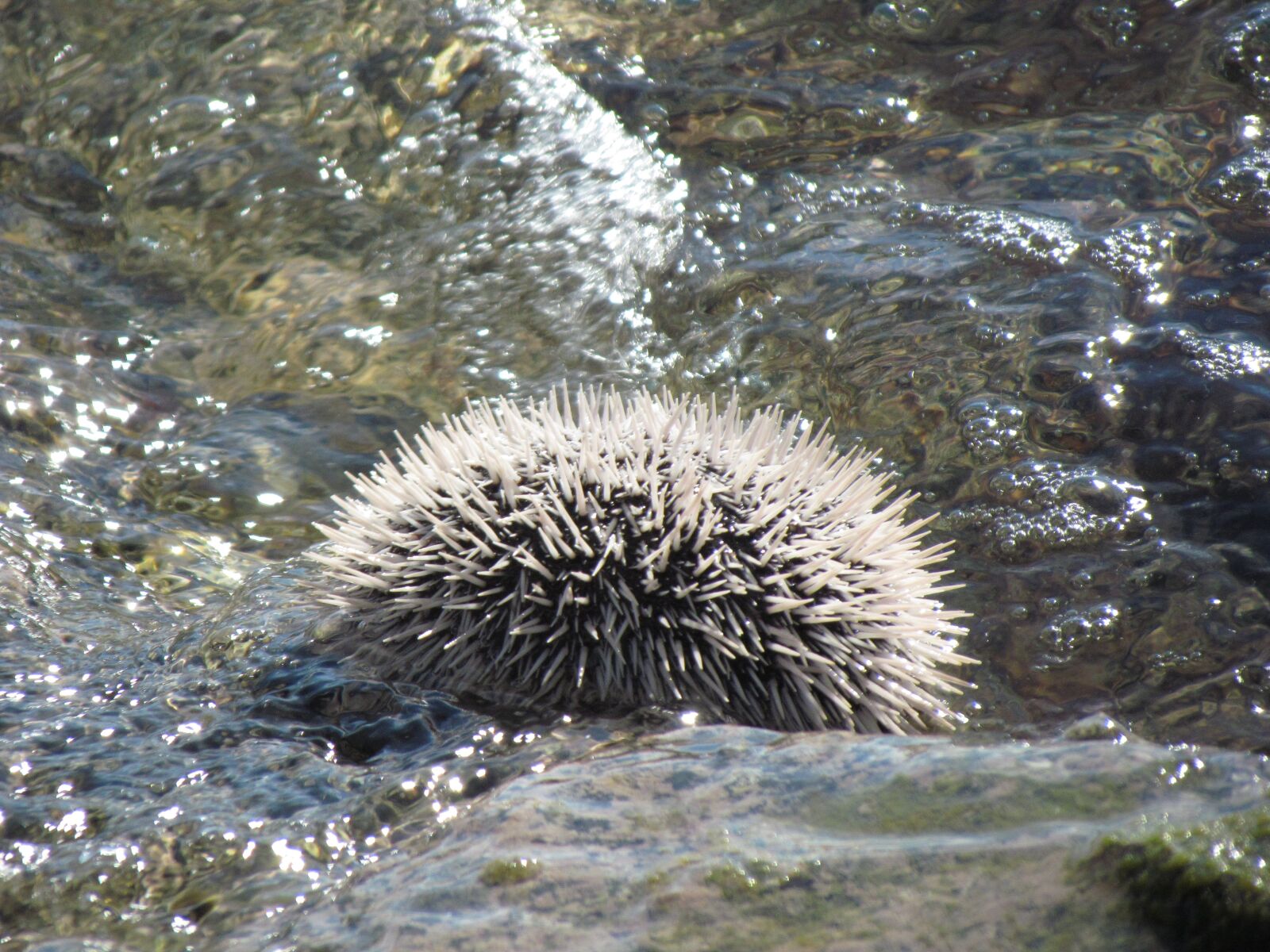 Canon PowerShot SX30 IS sample photo. Urchin, ocean, nature photography