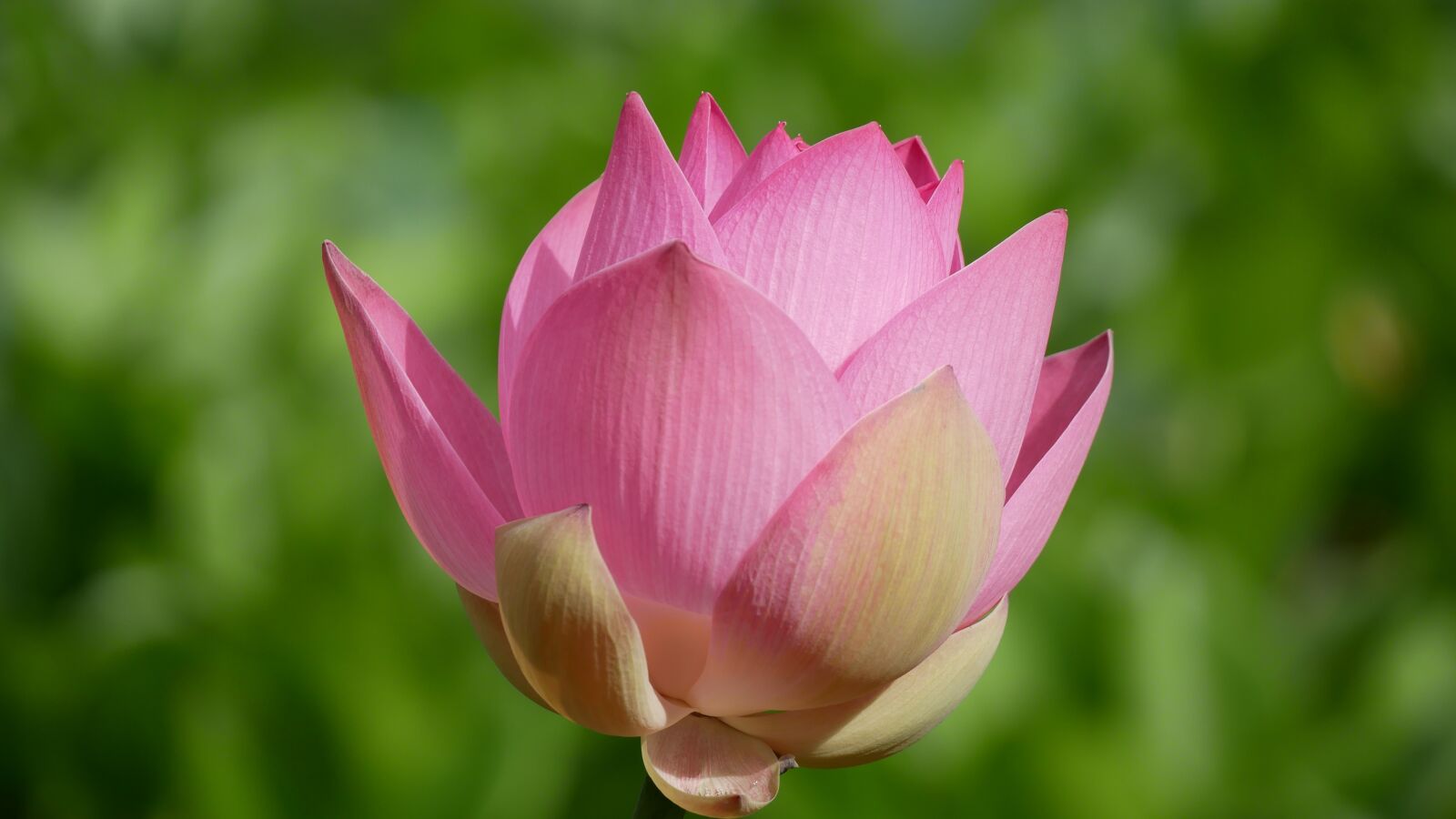 Panasonic Lumix DMC-GX85 (Lumix DMC-GX80 / Lumix DMC-GX7 Mark II) sample photo. Flower, hoa sen, viet photography