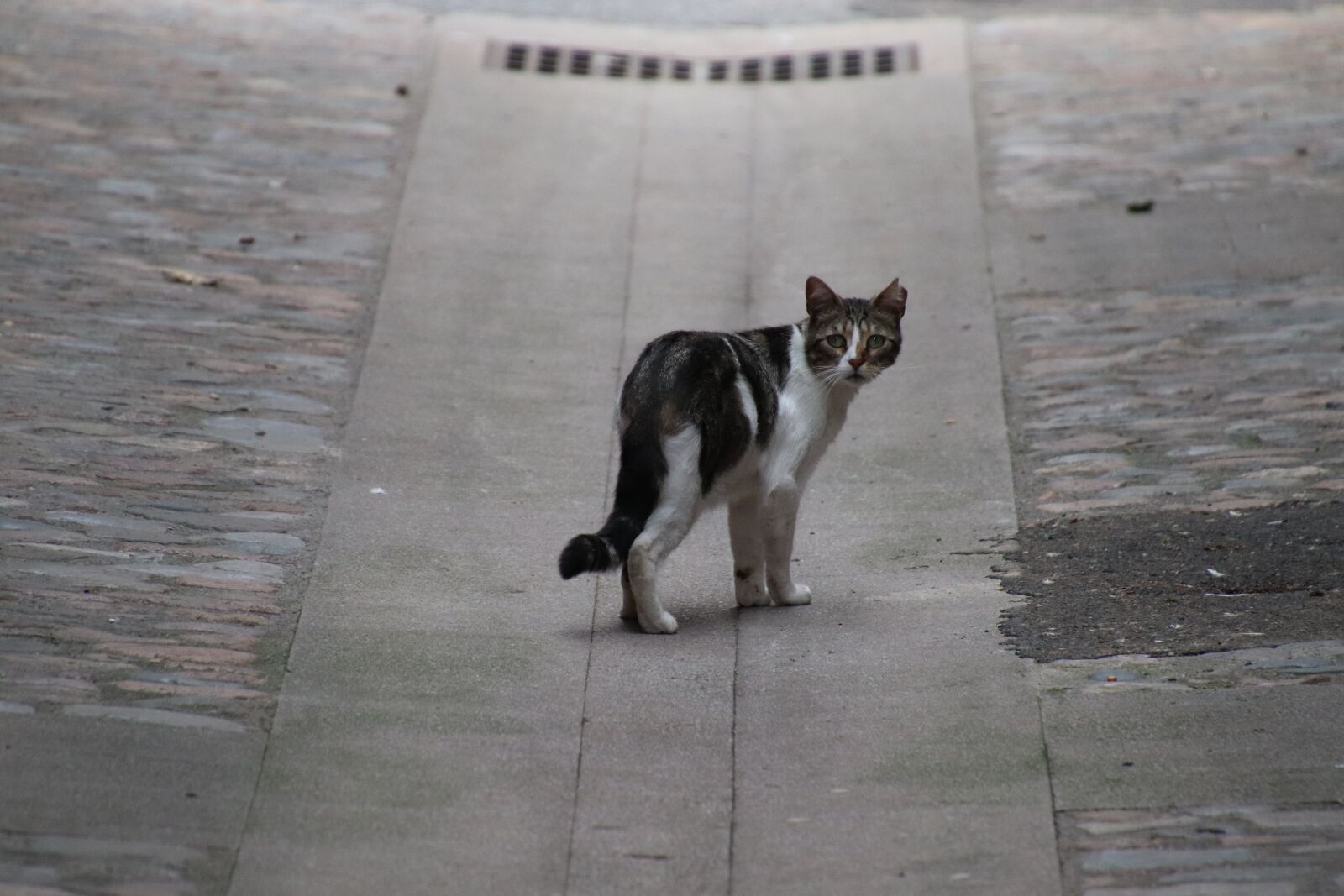 Canon EOS 800D (EOS Rebel T7i / EOS Kiss X9i) sample photo. Cats, felines, black and photography