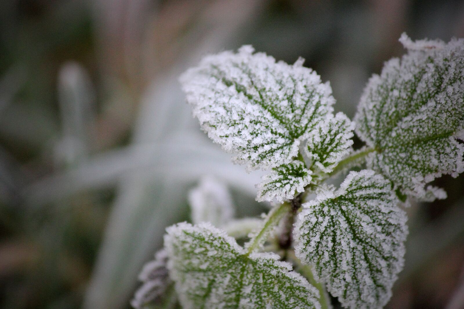 Canon EOS 60D sample photo. Sheet, frost, nature photography