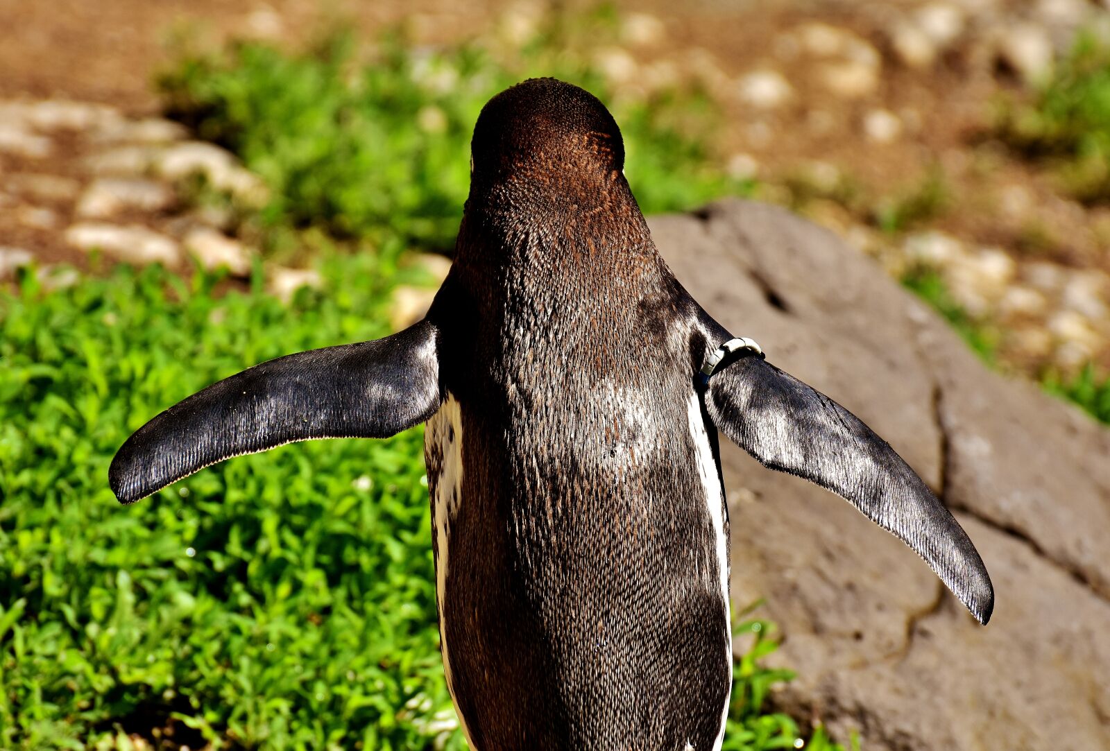 Nikon D7200 sample photo. Penguin, animal, animal world photography