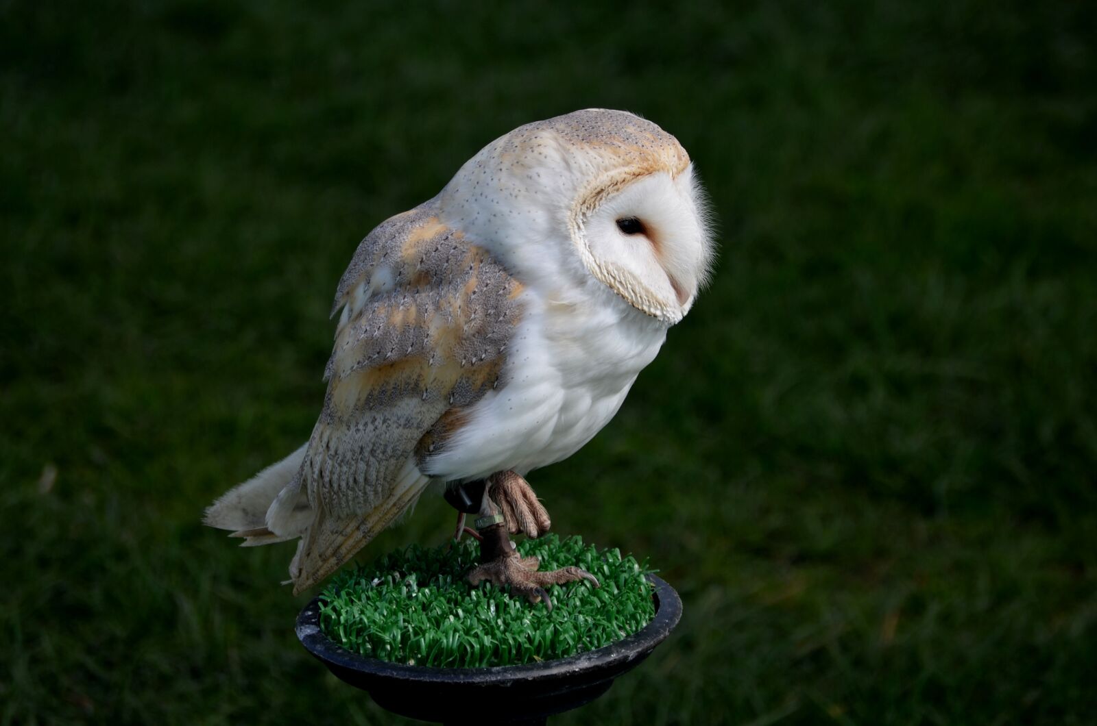 Nikon D5100 sample photo. Owl, bird of prey photography
