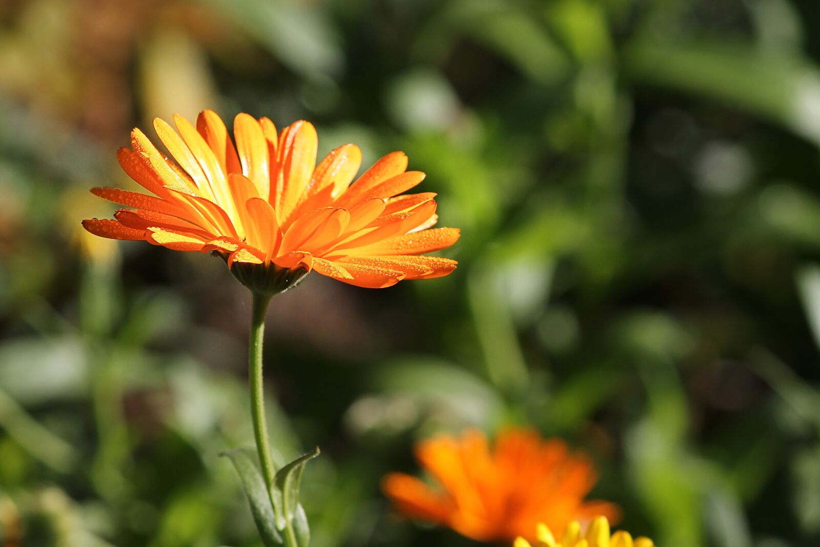 Canon EOS 1100D (EOS Rebel T3 / EOS Kiss X50) sample photo. Marigold, calendula officinalis, gardening photography