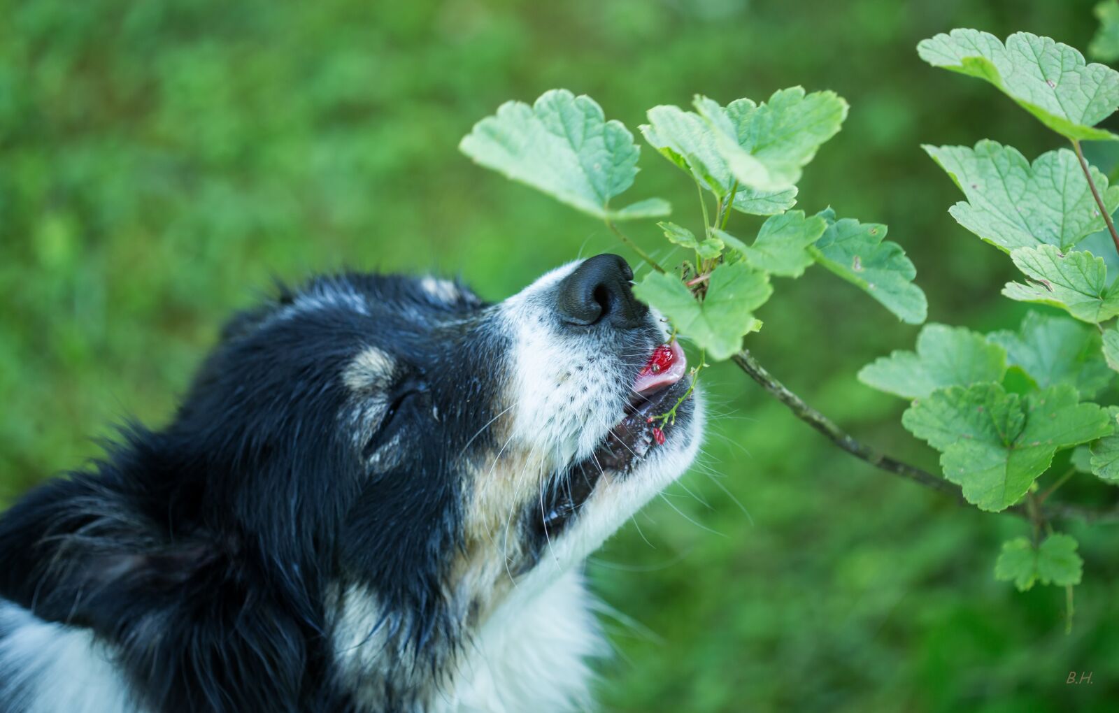 Canon EF 100mm F2.8 Macro USM sample photo. Animal, pet, dog photography