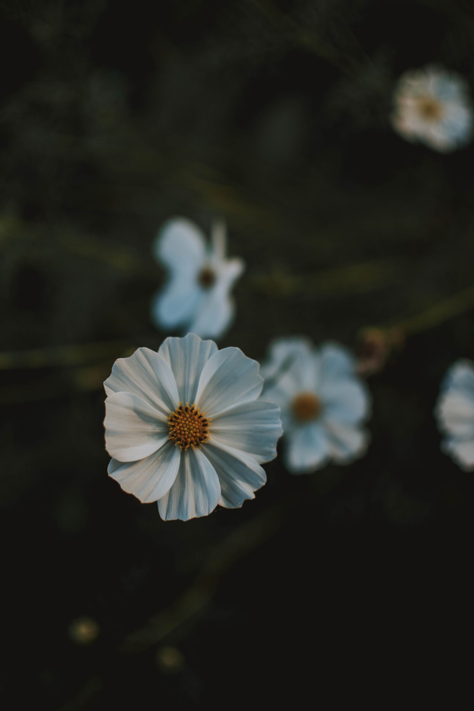 Nikon D5200 sample photo. White, flower, nature photography