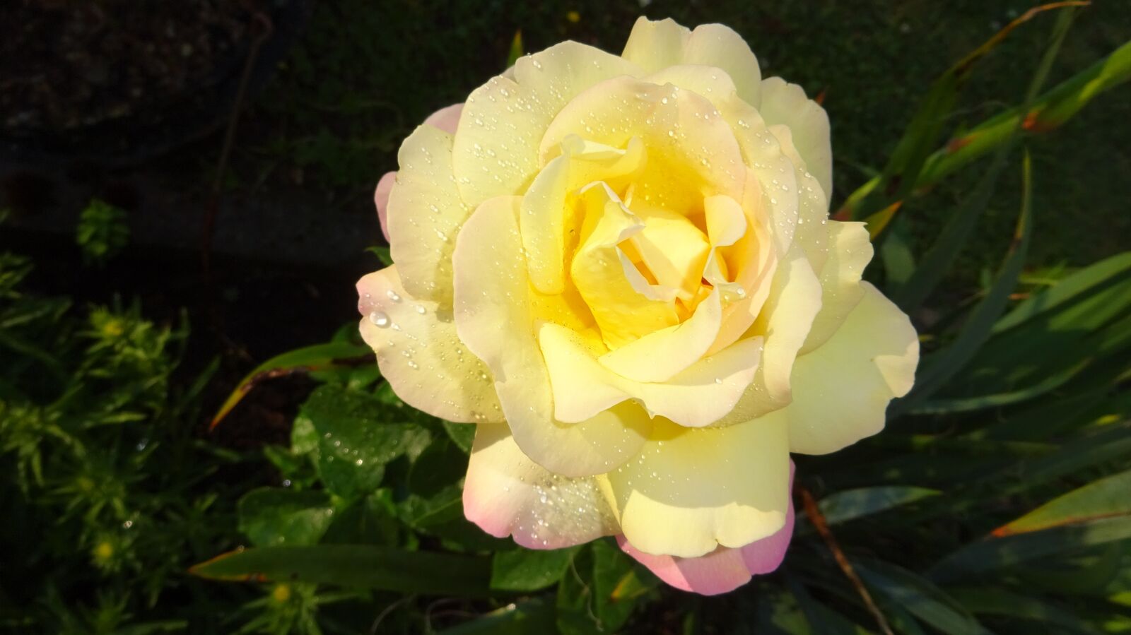 Sony Cyber-shot DSC-WX350 sample photo. Rose, rose yellow, yellow photography