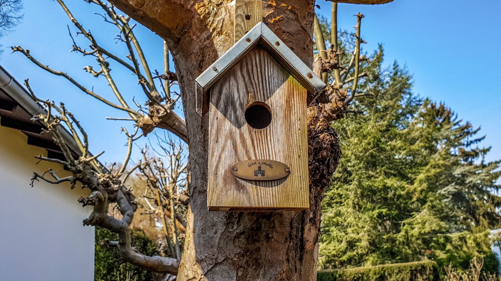 Samsung Galaxy S9 sample photo. Tree, bird feeder, wood photography