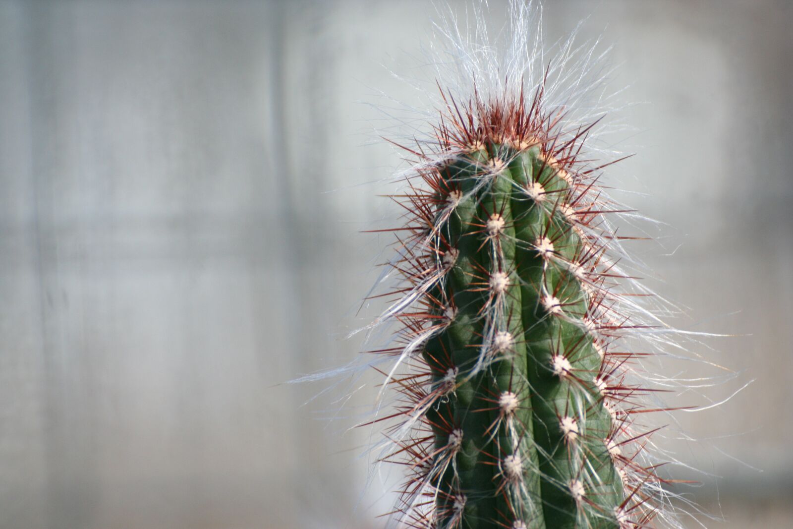 Canon EOS 350D (EOS Digital Rebel XT / EOS Kiss Digital N) sample photo. Succulent, cactus, nature photography