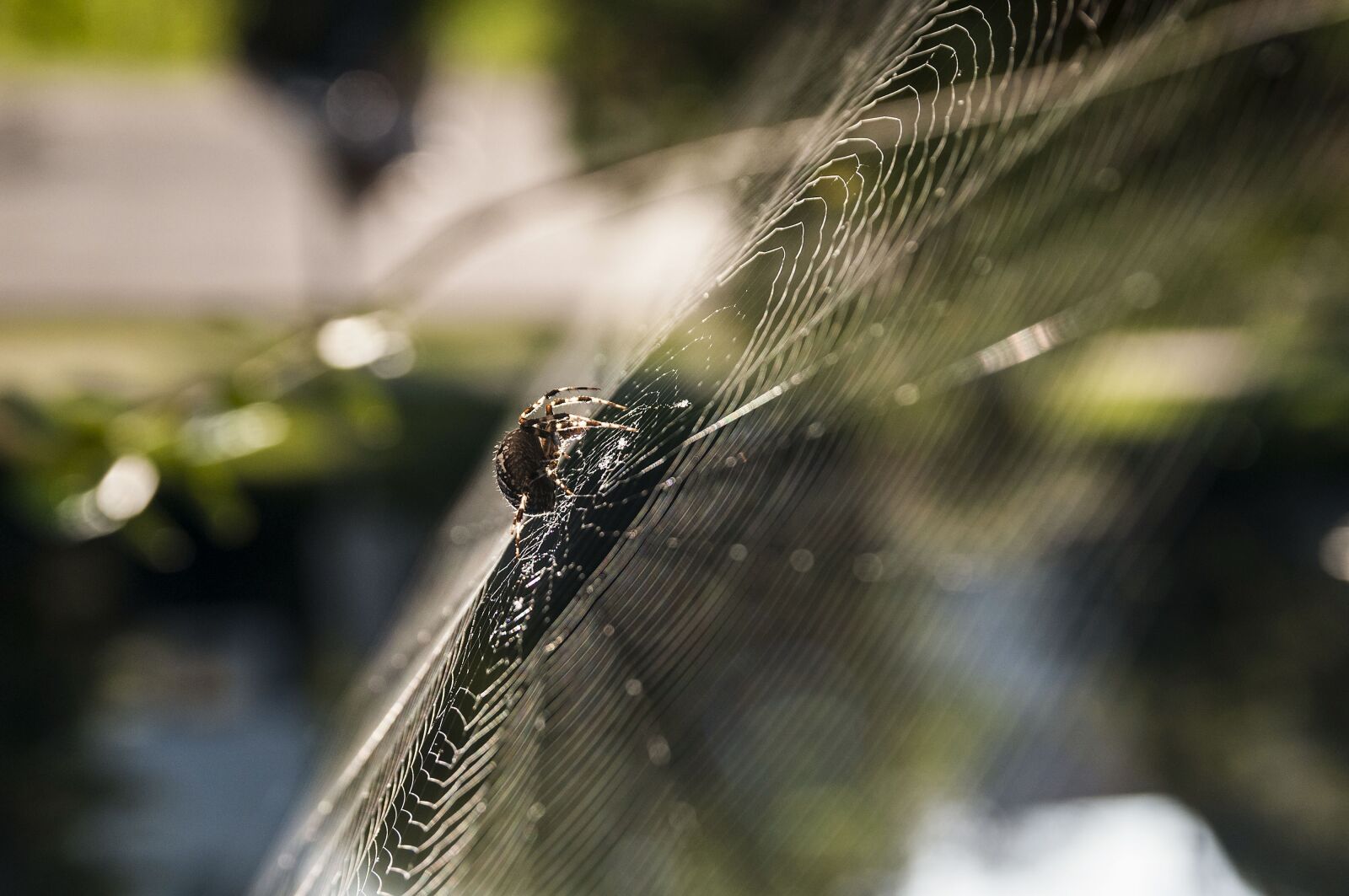 Nikon D300S sample photo. Spider, cobweb, nature photography