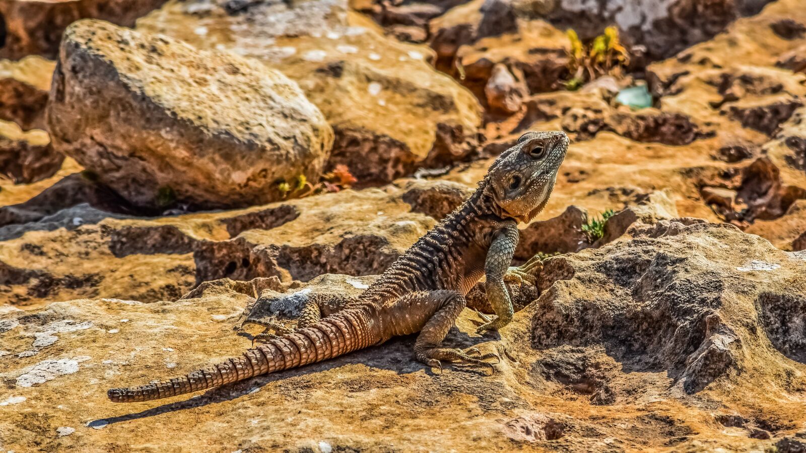 Nikon D3300 sample photo. Reptile, nature, lizard photography